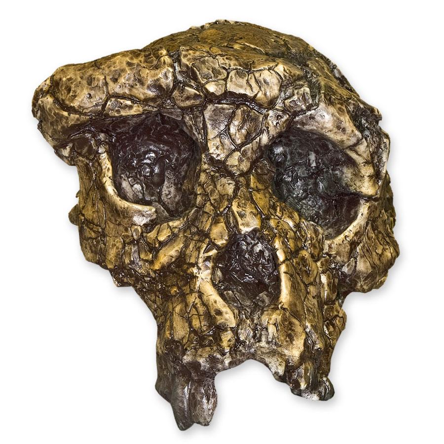 Replica Sahelanthropus / Toumai Skull - Image 4