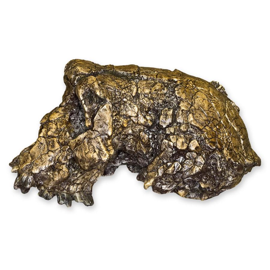 Replica Sahelanthropus / Toumai Skull - Image 5