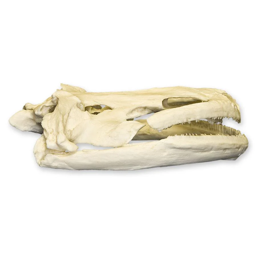 Replica Giant Salamander Skull - Image 2