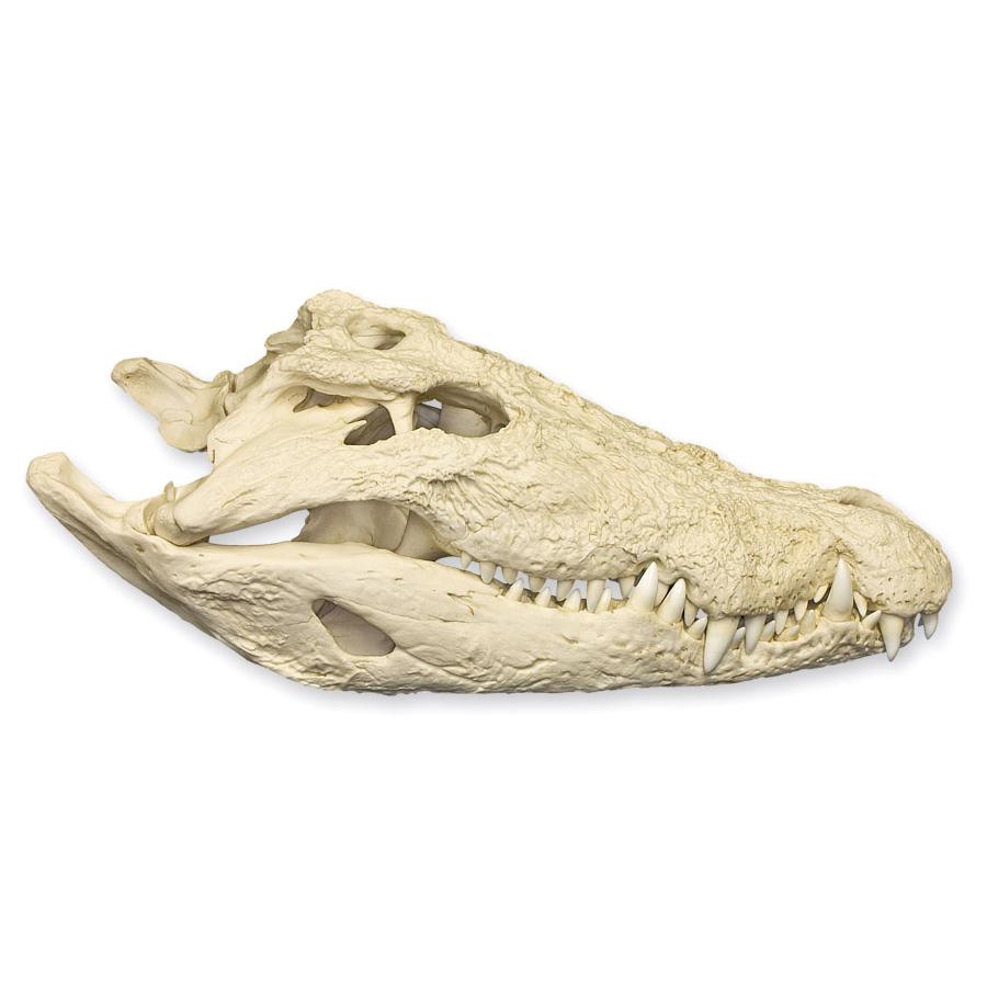 Replica Saltwater Crocodile Skull (32.2") - Image 2