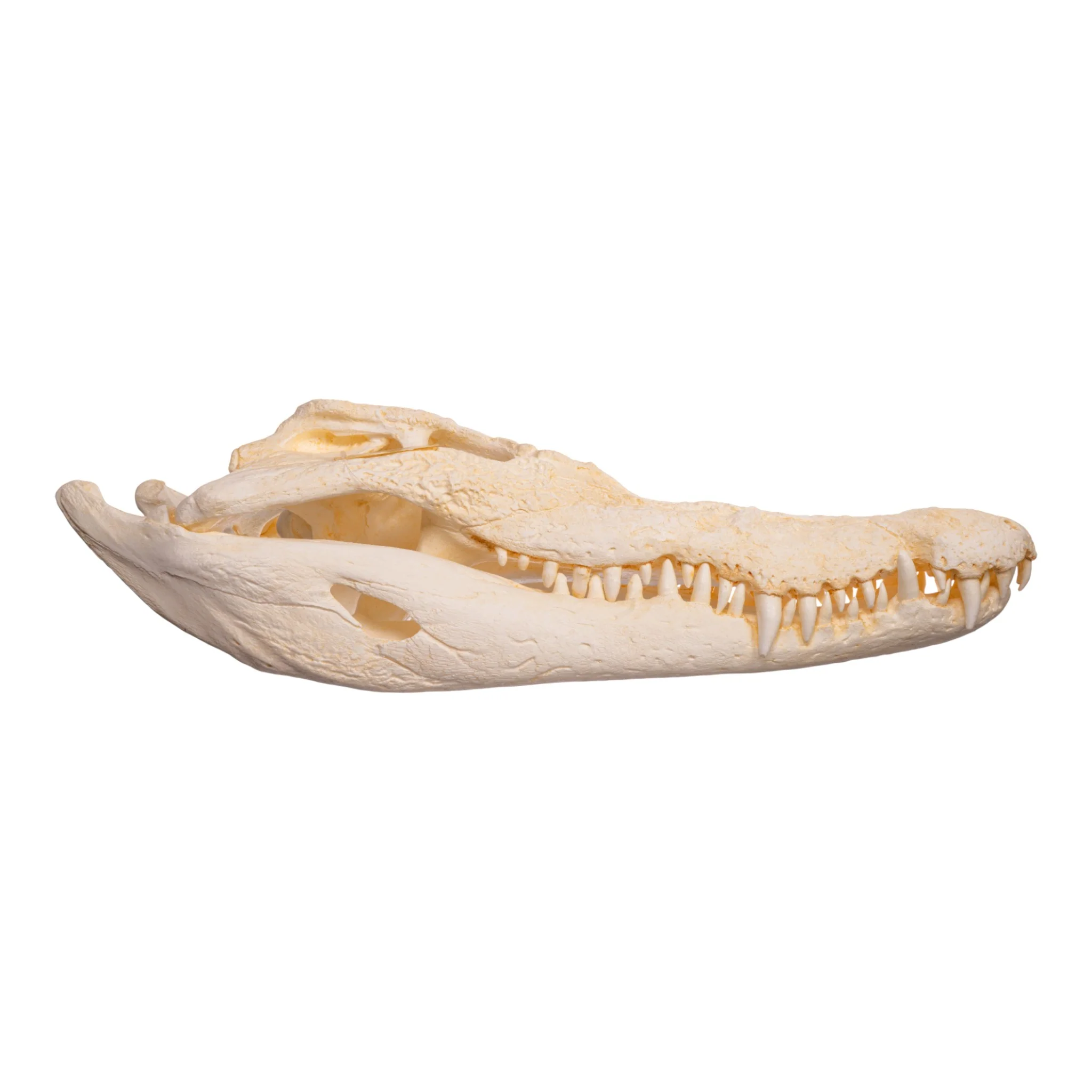 Replica Saltwater Crocodile Skull - Image 2