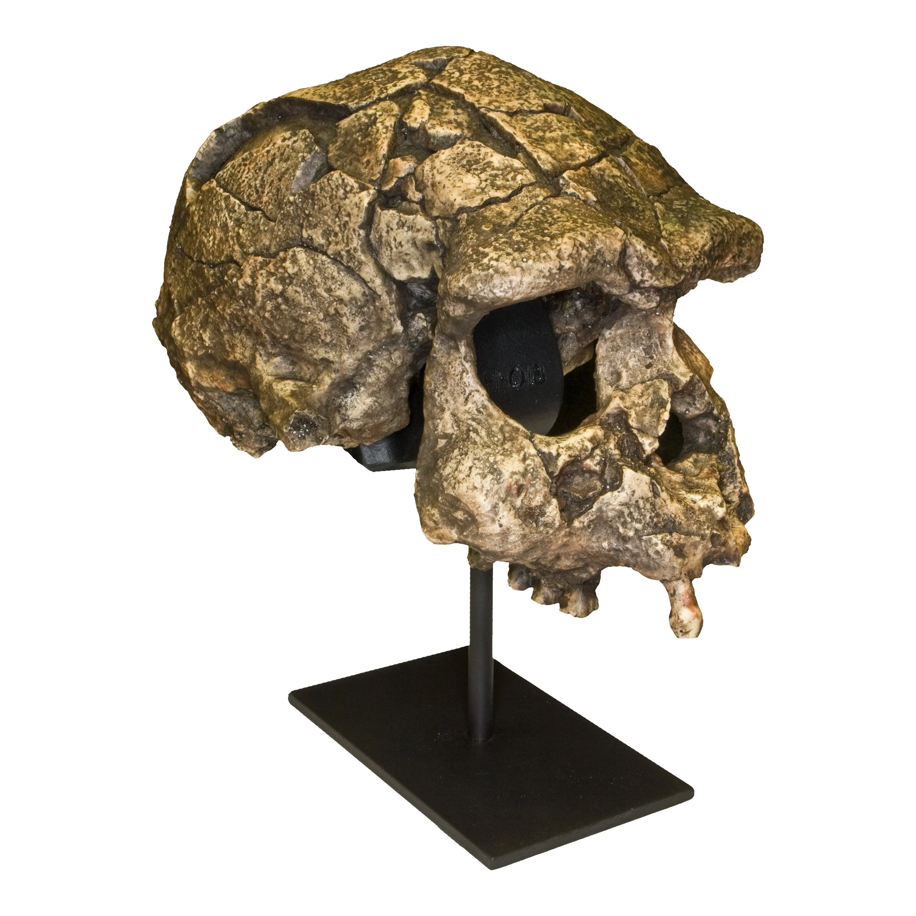 Replica Sangiran 17 Skull - Image 2