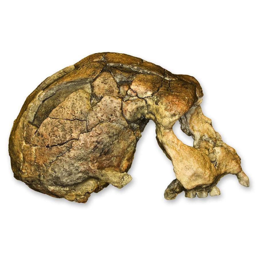 Replica Sangiran 17 Skull - Image 3
