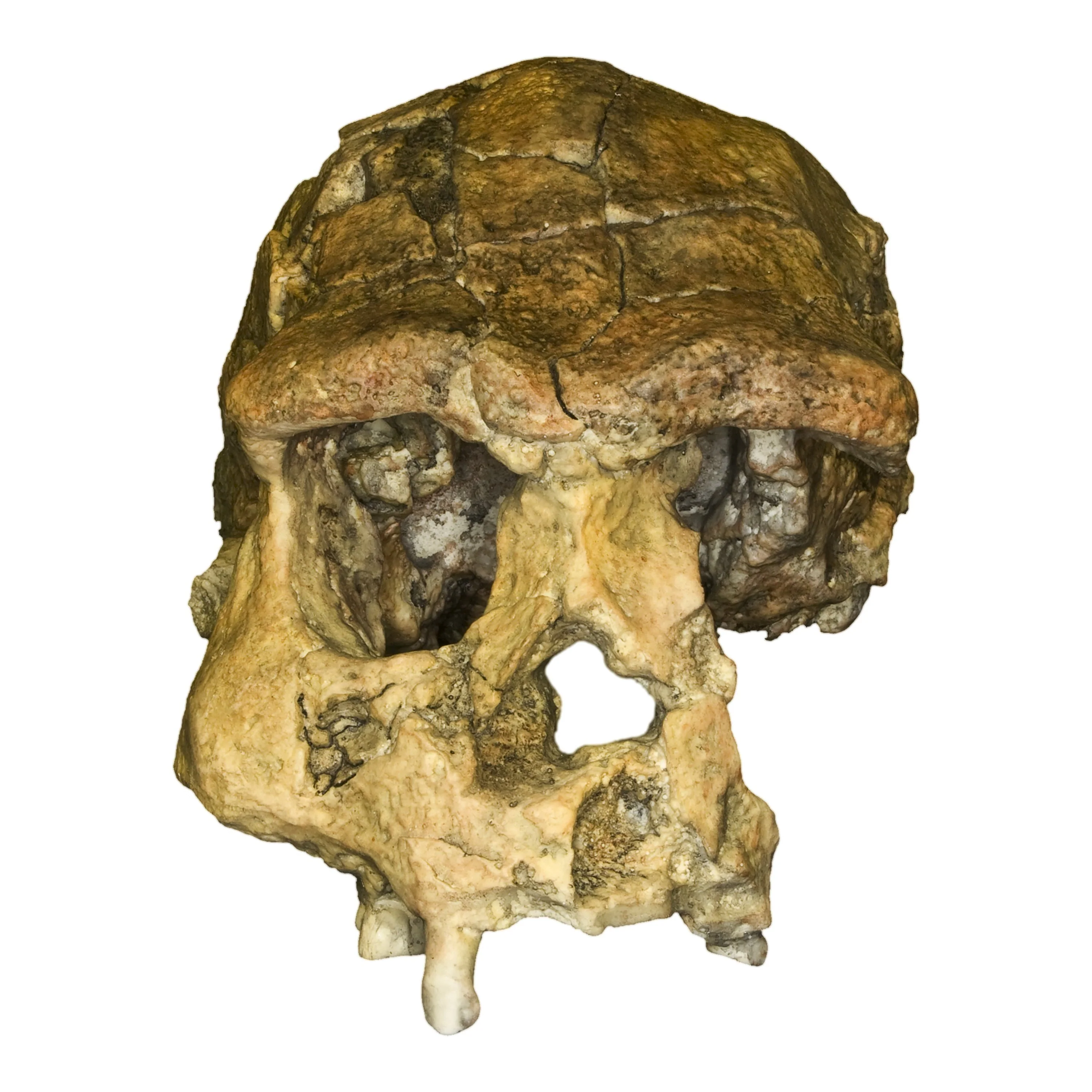 Replica Sangiran 17 Skull - Image 4
