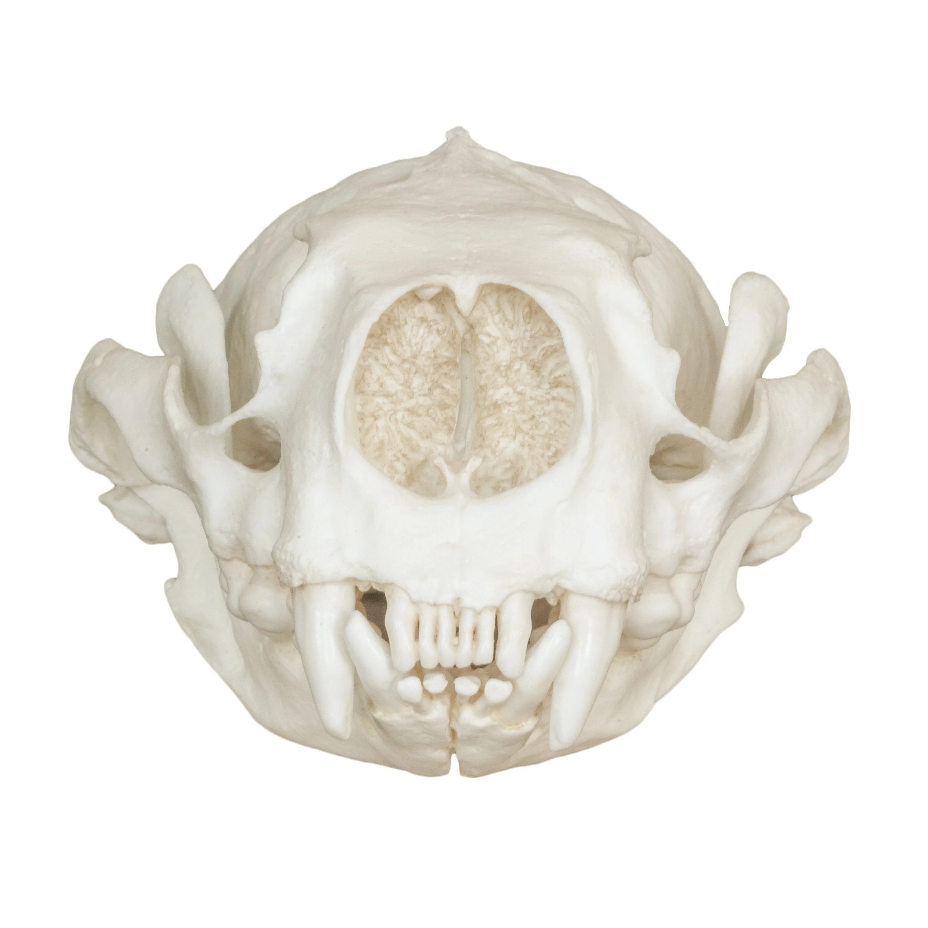 Replica Sea Otter Skull - Image 3