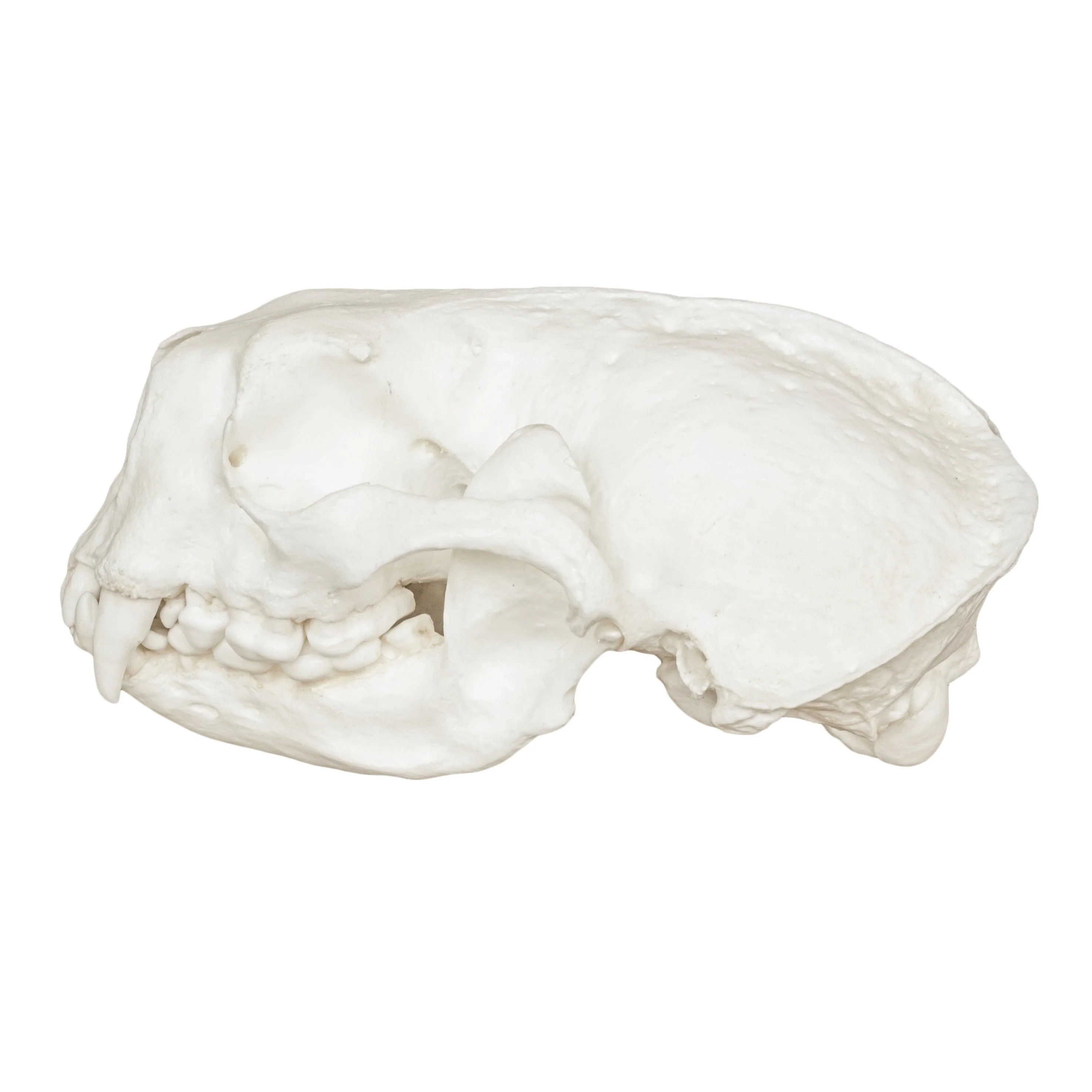 Replica Sea Otter Skull - Image 4