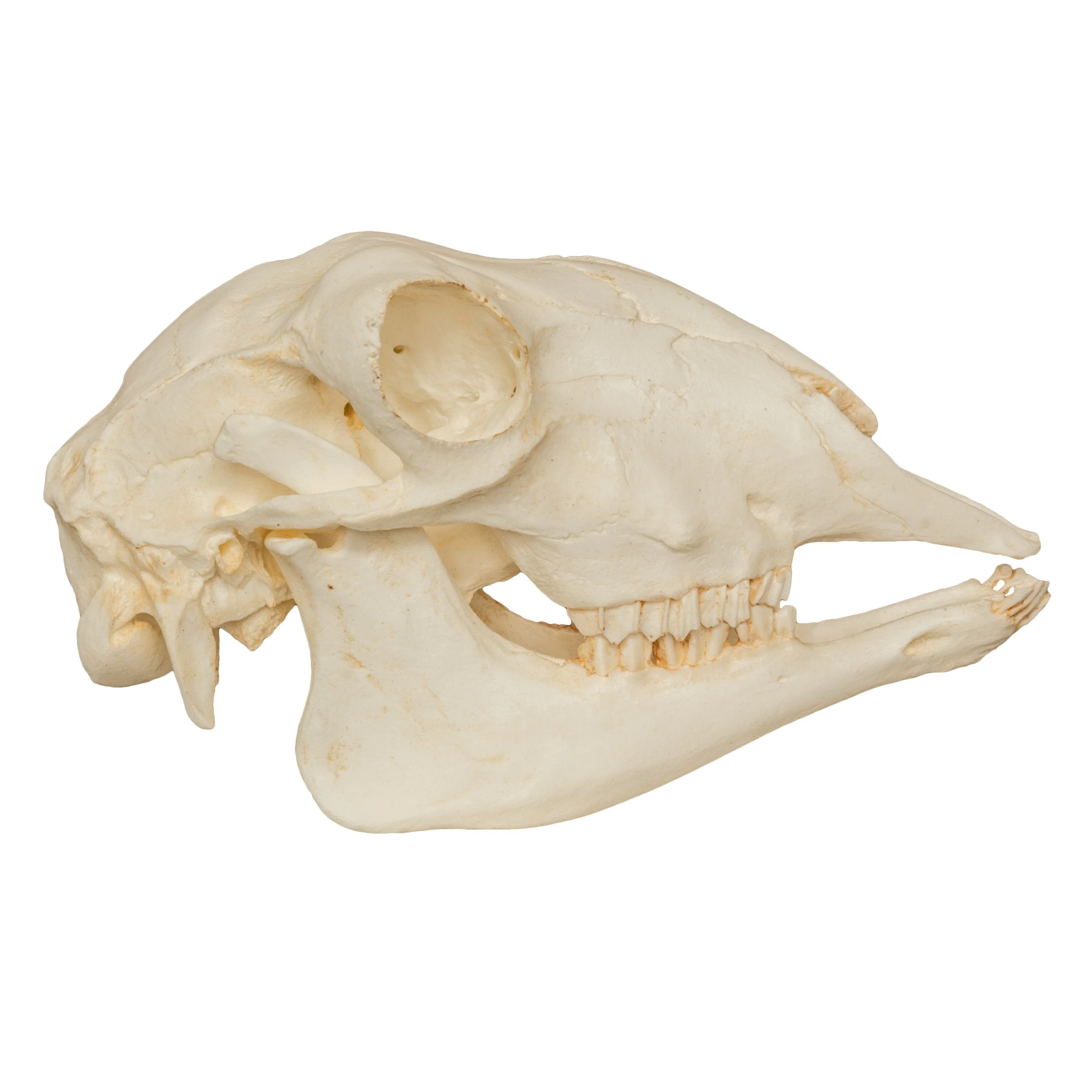 Replica Sheep Skull - Image 2