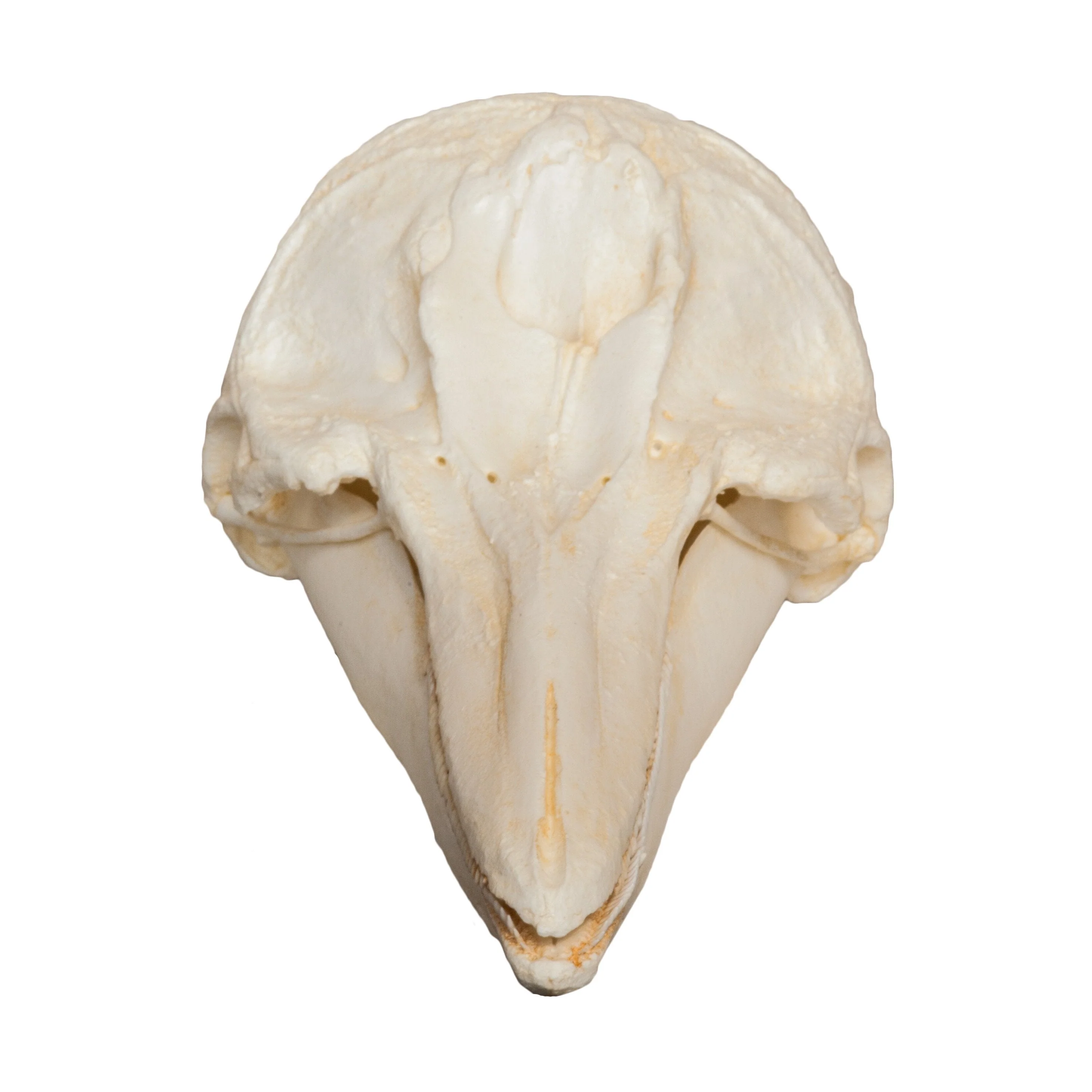 Replica Short-beaked Common Dolphin Skull - Image 3