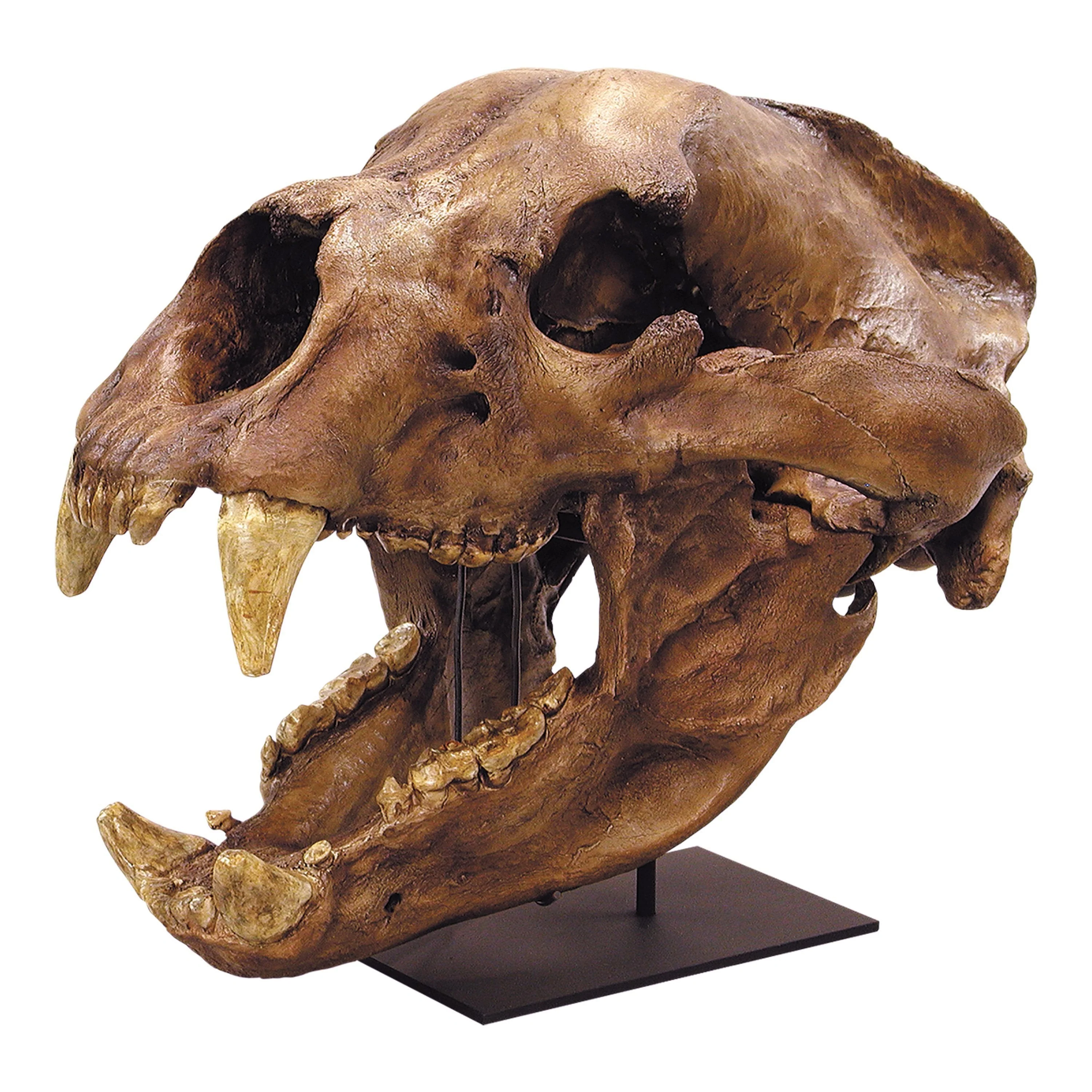Replica Short-faced Bear Skull - Image 2