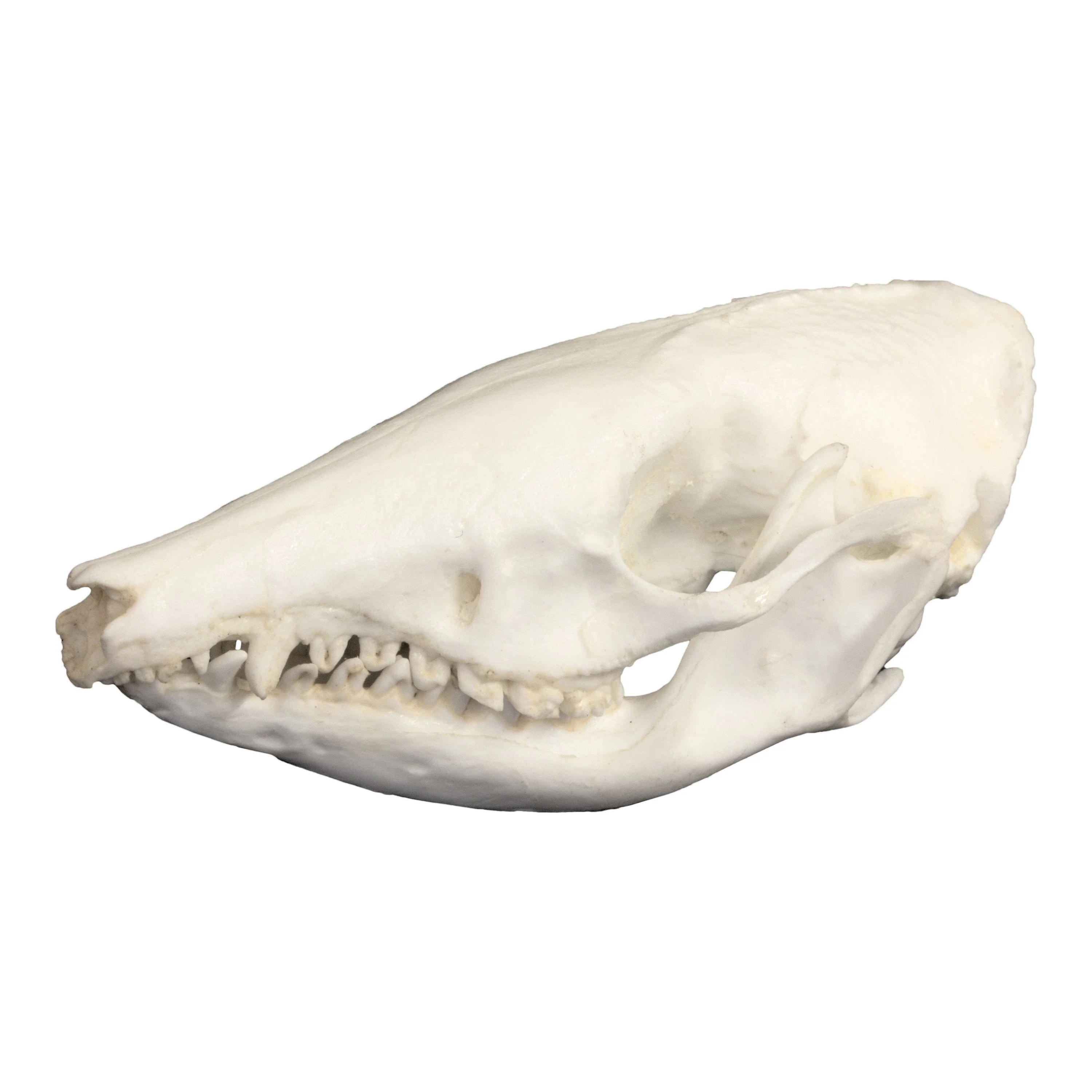 Replica Short-Nosed Bandicoot Skull