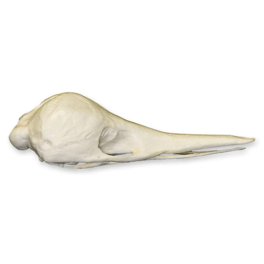 Replica Short-beaked Echidna Skull - Teaching Quality - Image 2