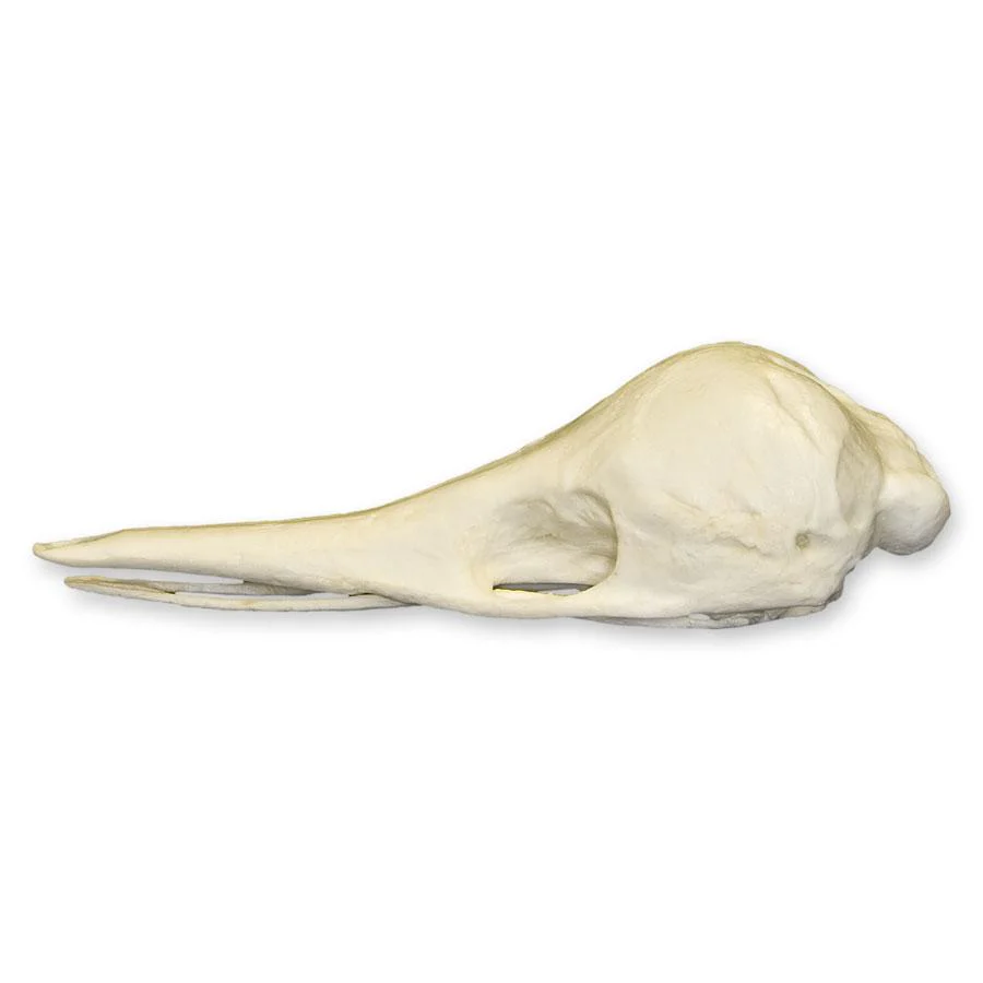 Replica Short-beaked Echidna Skull - Teaching Quality - Image 4