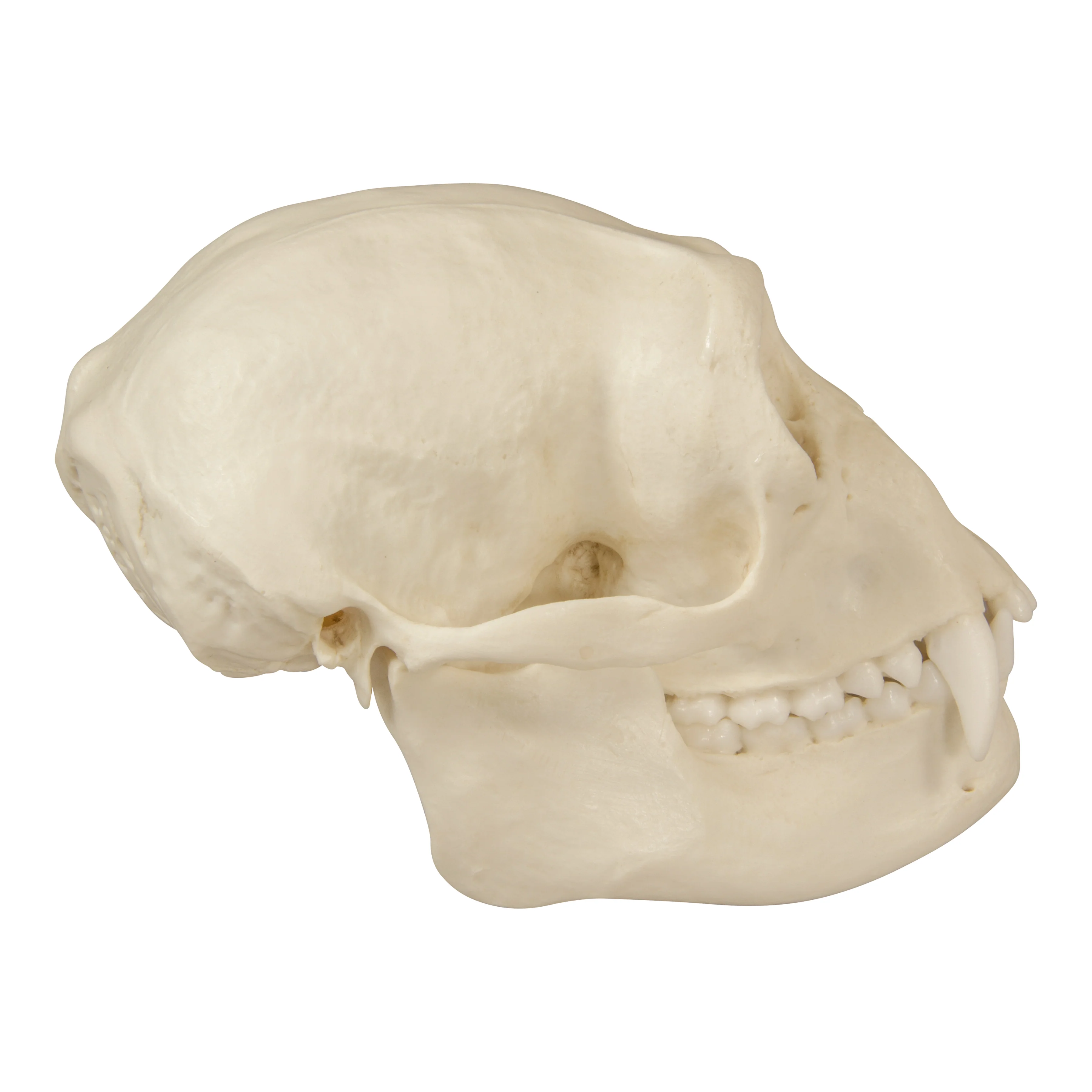 Replica Siamang Skull - Female - Image 2
