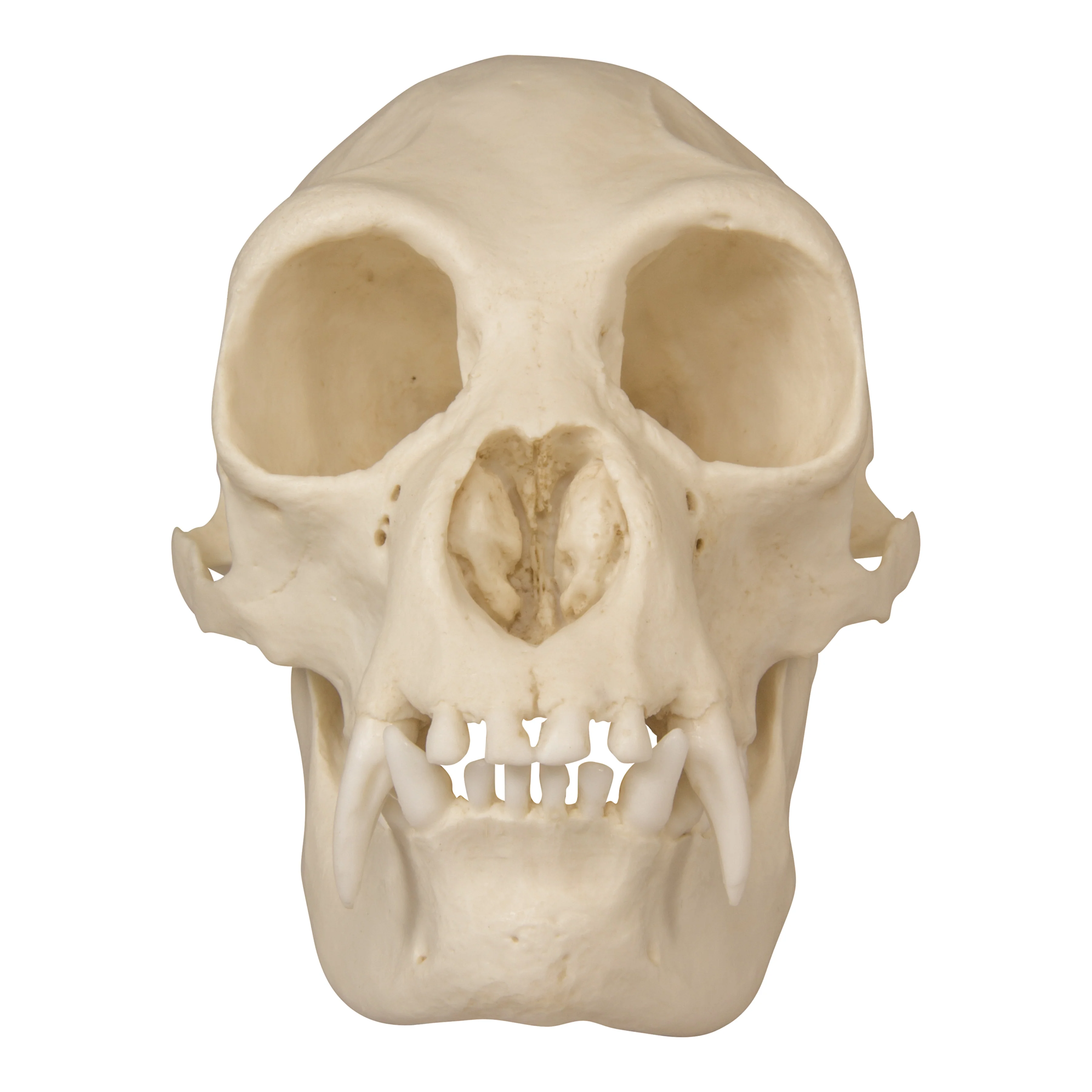 Replica Siamang Skull - Female - Image 3