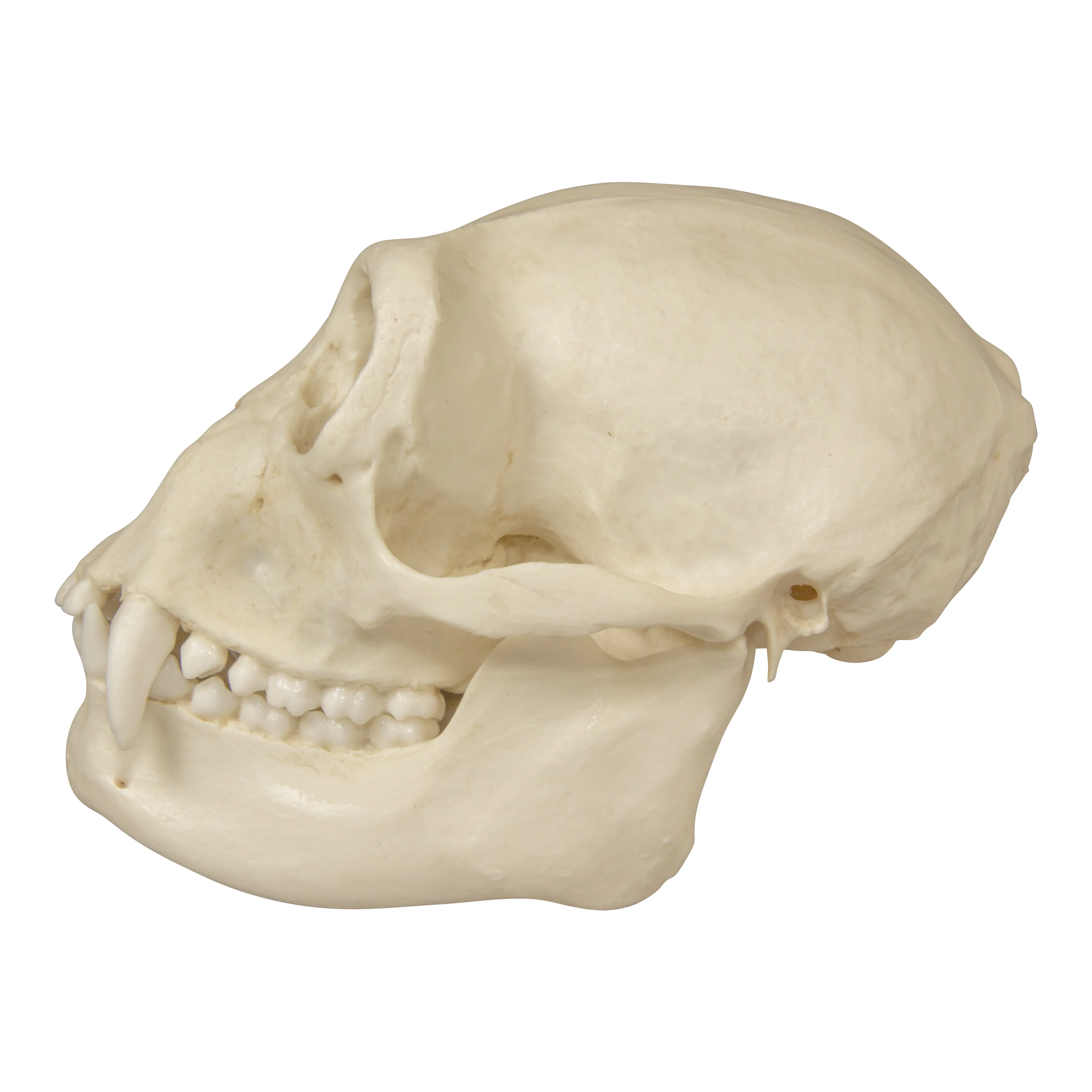 Replica Siamang Skull - Female - Image 4