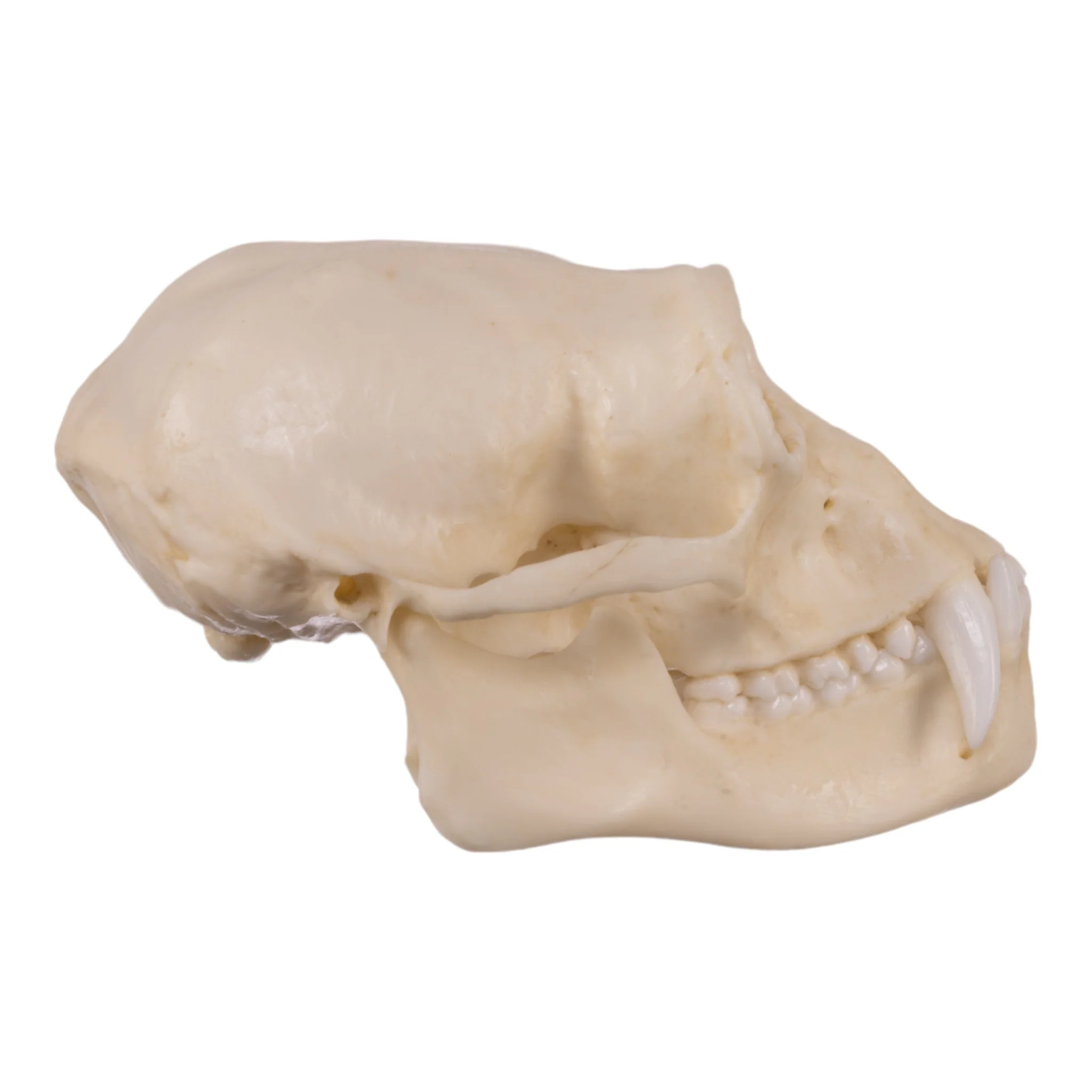 Replica Siamang Skull - Large Male - Image 2