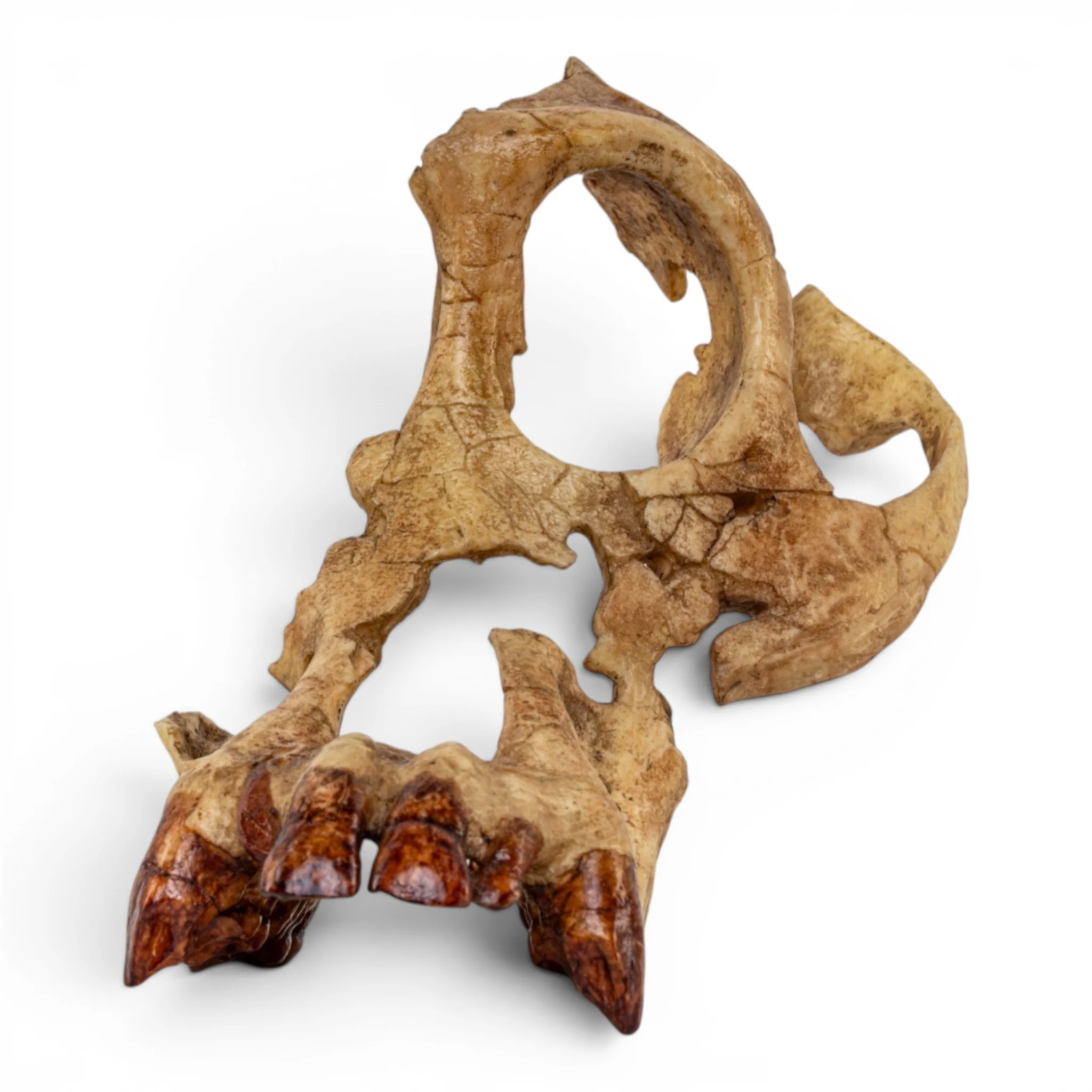 Replica Sivapithecus Skull - Image 3