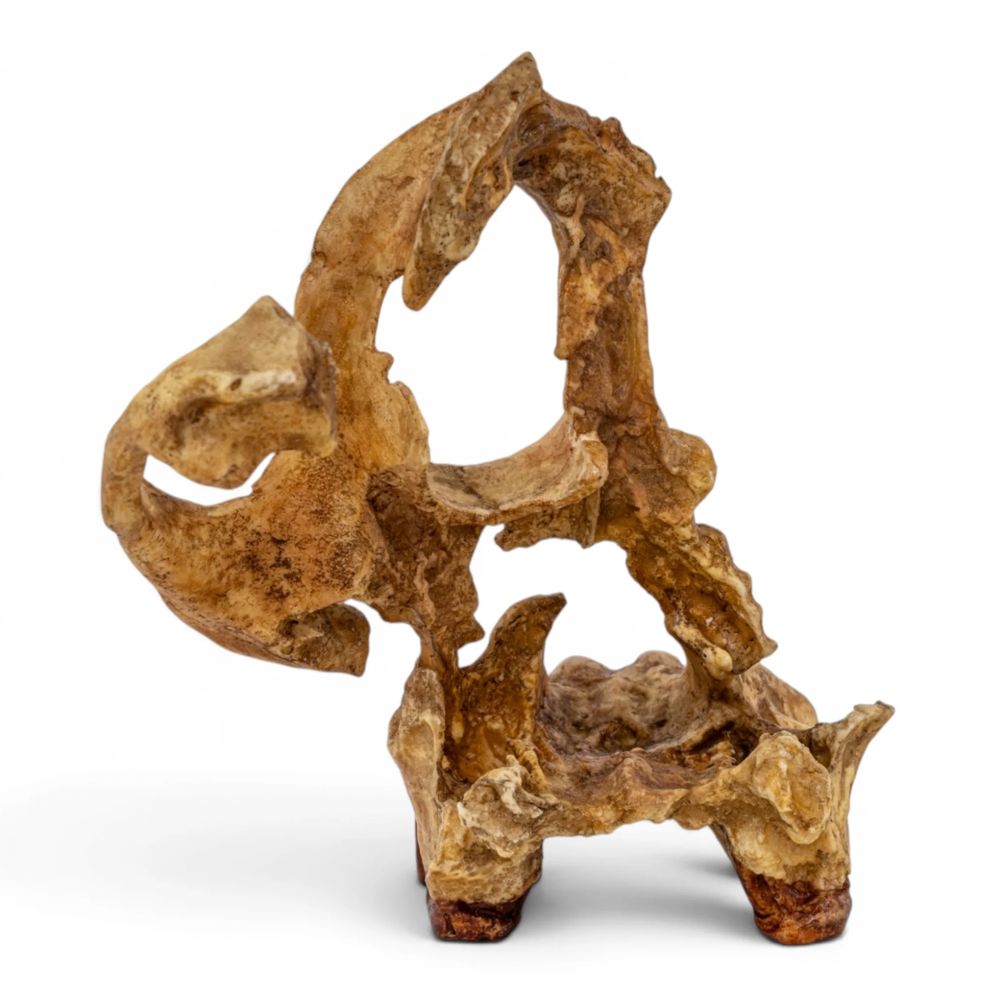 Replica Sivapithecus Skull - Image 5