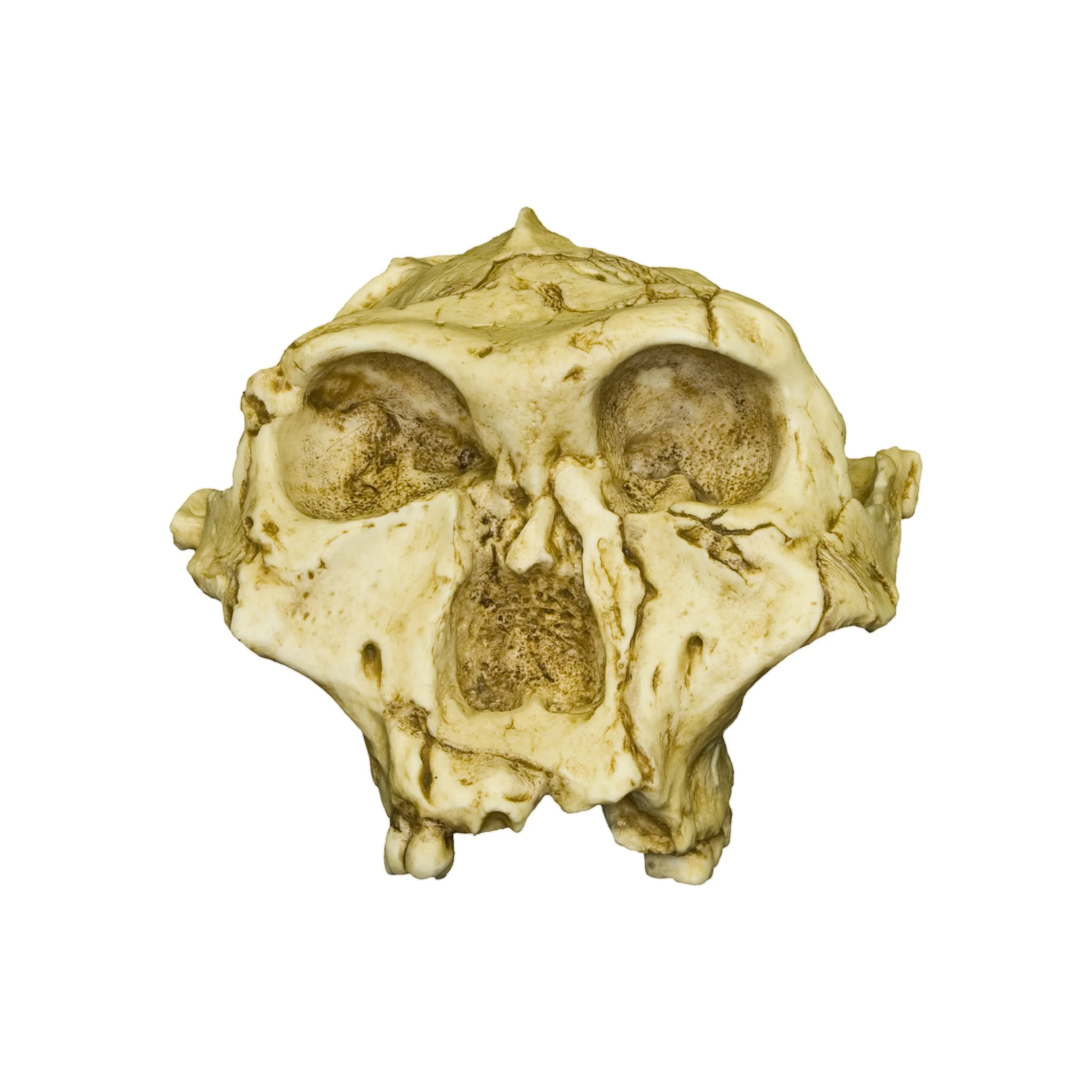 Replica SK-48 Skull - Cranium Only - Image 3