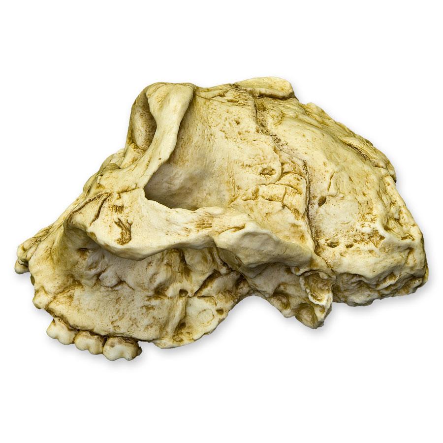 Replica SK-48 Skull - Cranium Only - Image 4