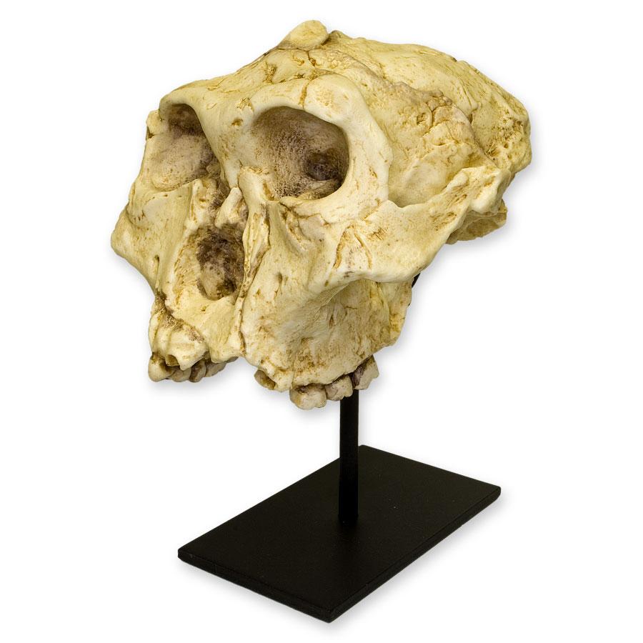 Replica SK-48 Skull - Cranium Only - Image 5