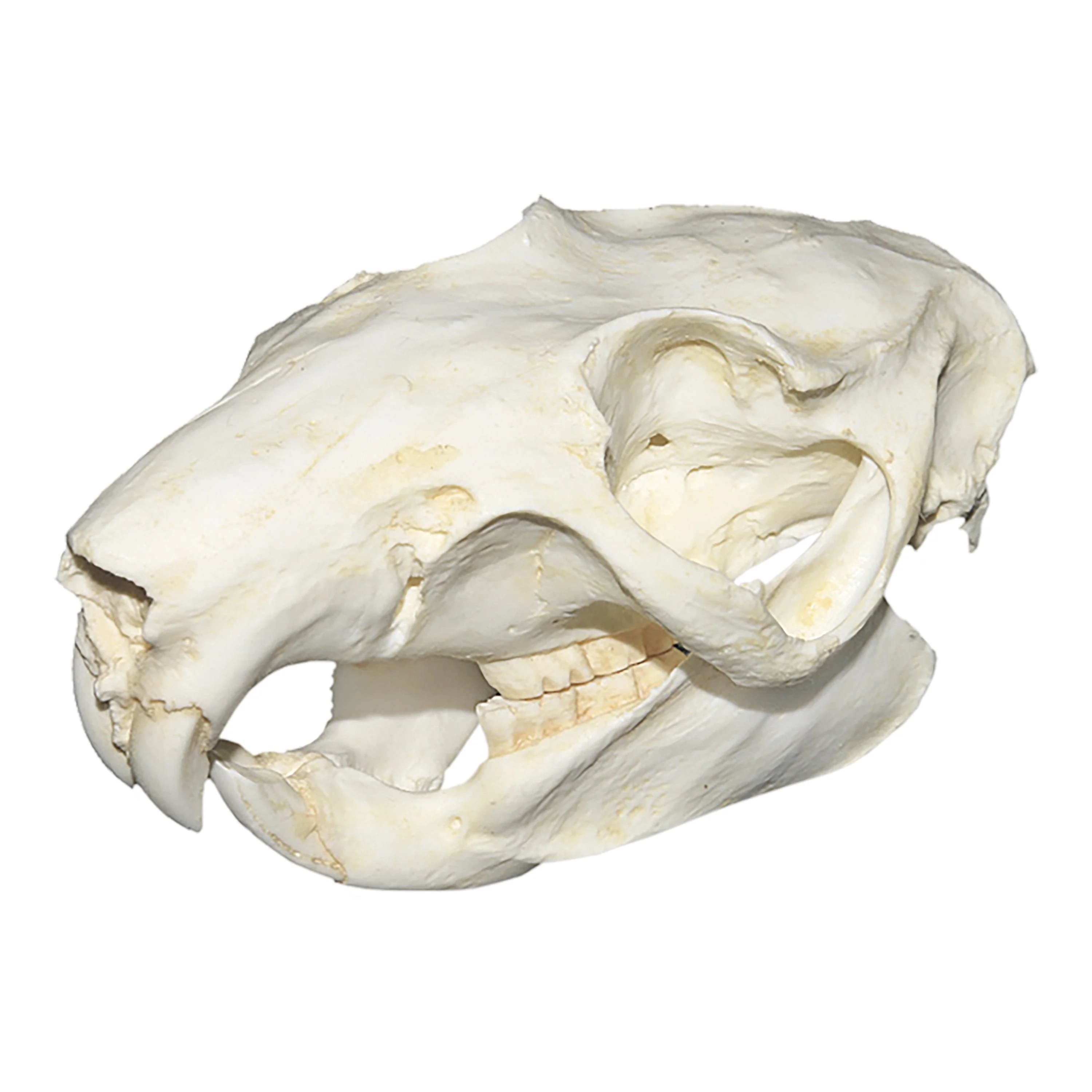 Replica Slender-tailed Cloud Rat Skull
