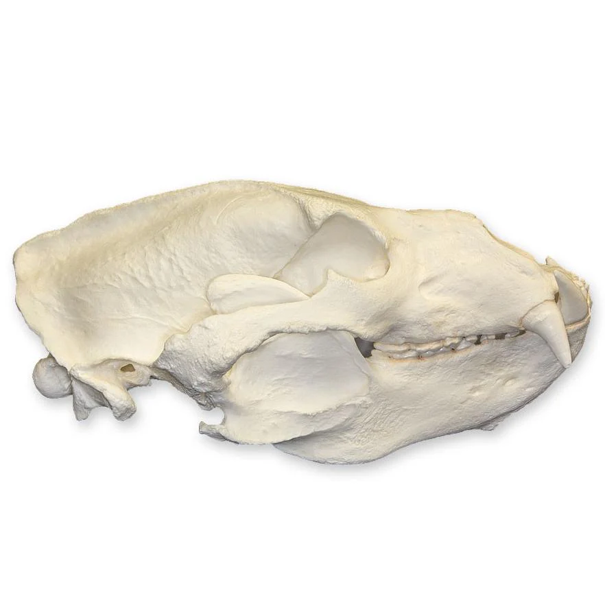 Replica Sloth Bear Skull - Image 2