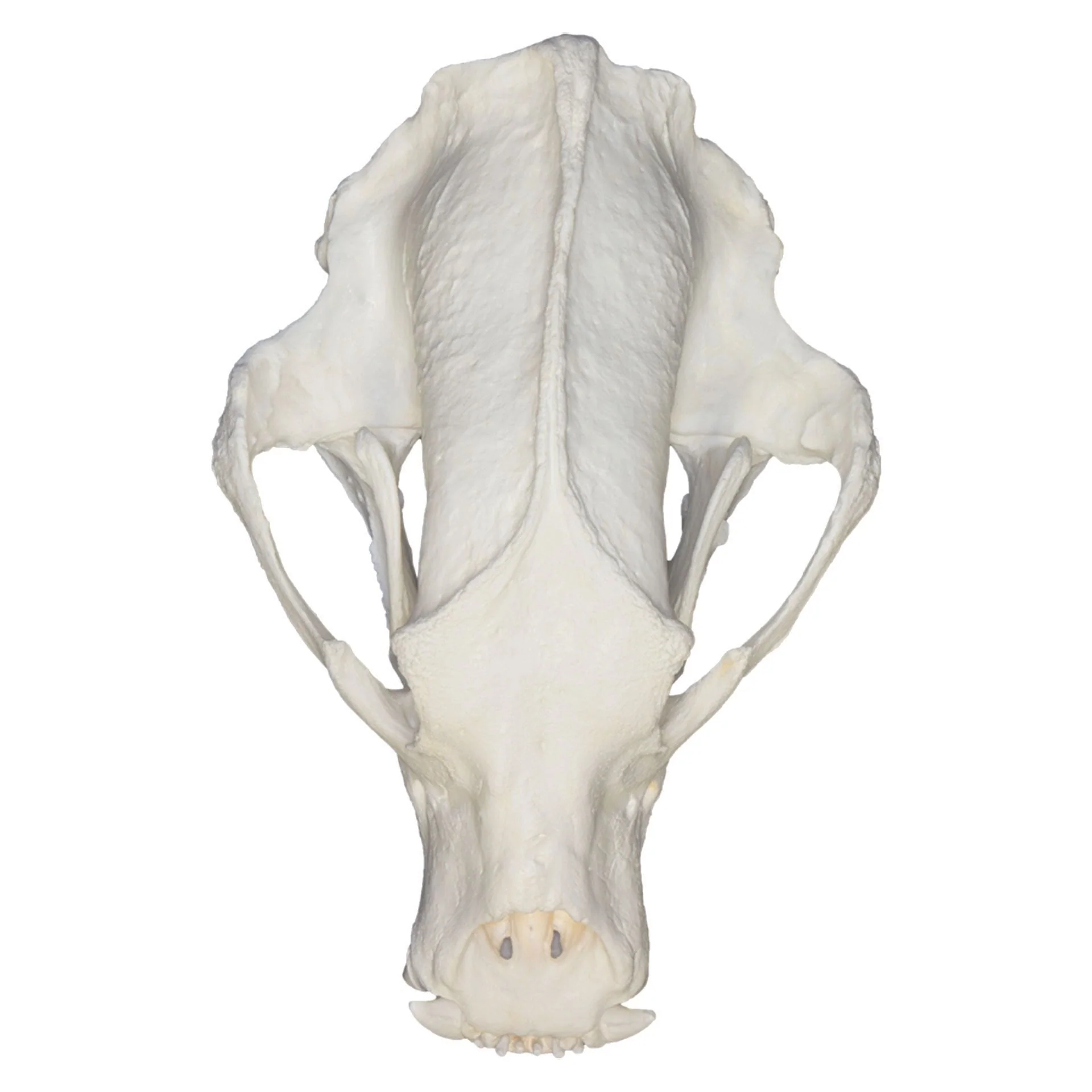 Replica Sloth Bear Skull - Image 3