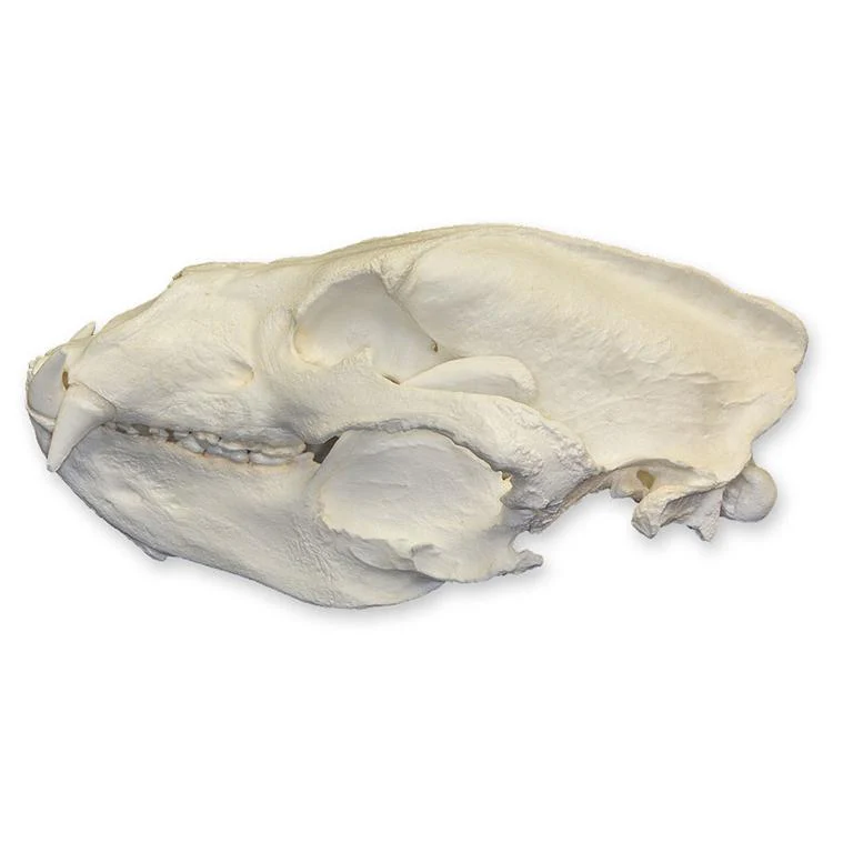 Replica Sloth Bear Skull - Image 4