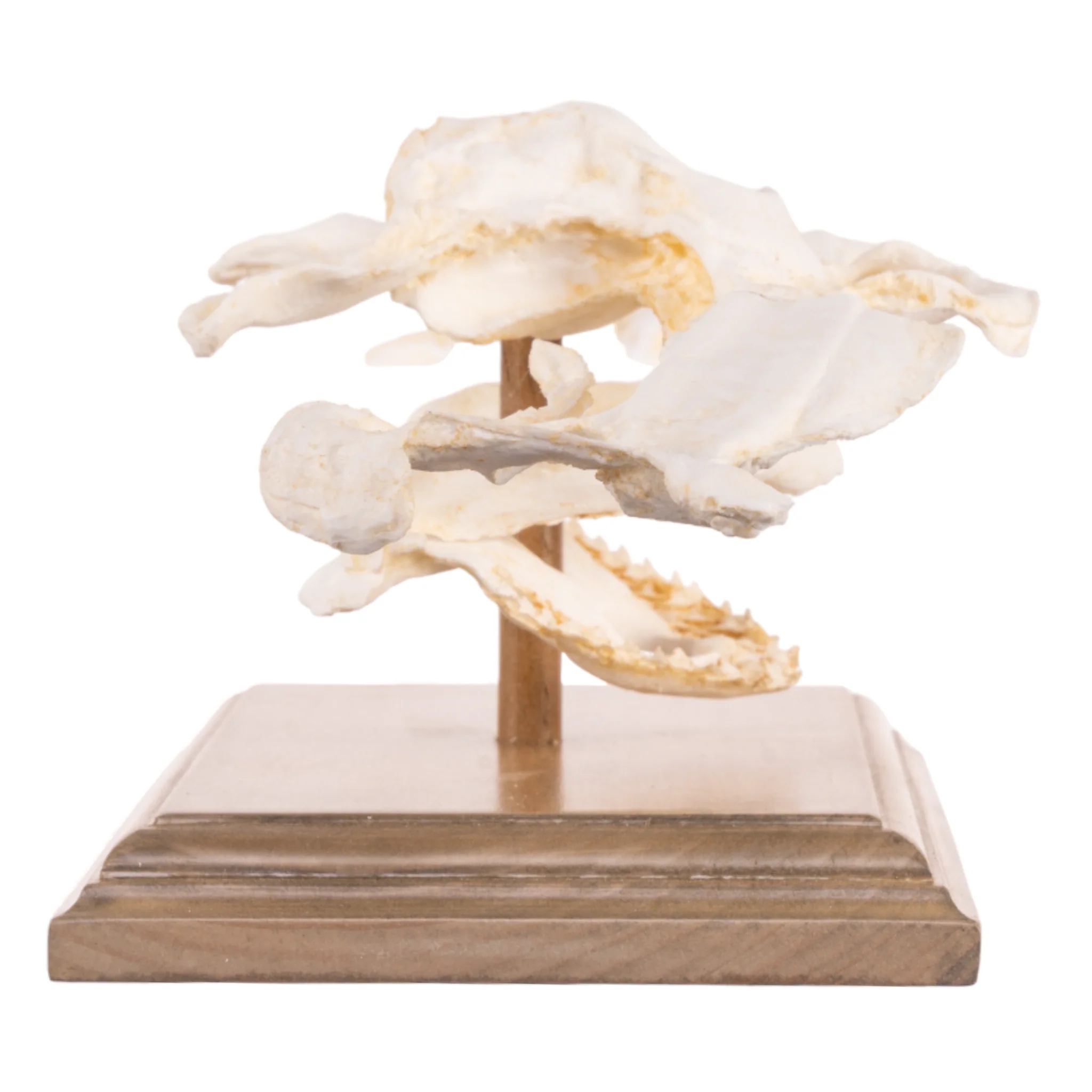 Replica Smooth Hammerhead Shark Skull - Image 2