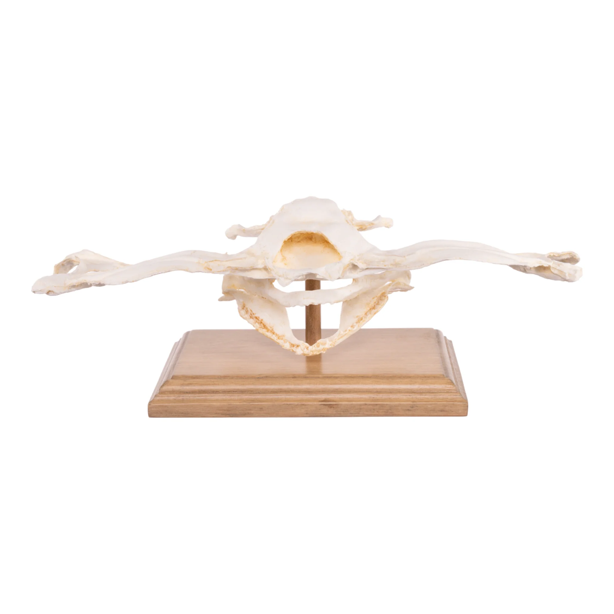Replica Smooth Hammerhead Shark Skull - Image 3