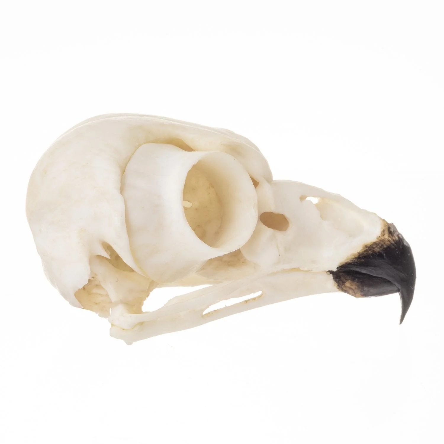 Replica Snowy Owl Skull - Image 2