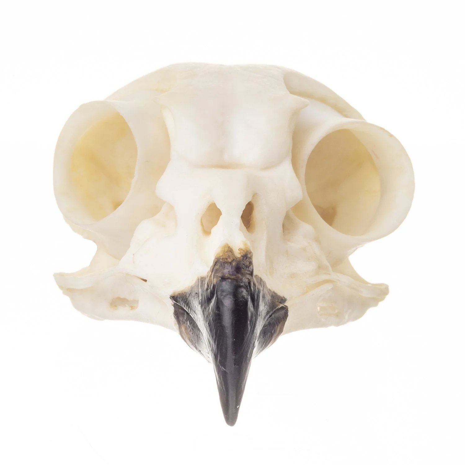 Replica Snowy Owl Skull - Image 3