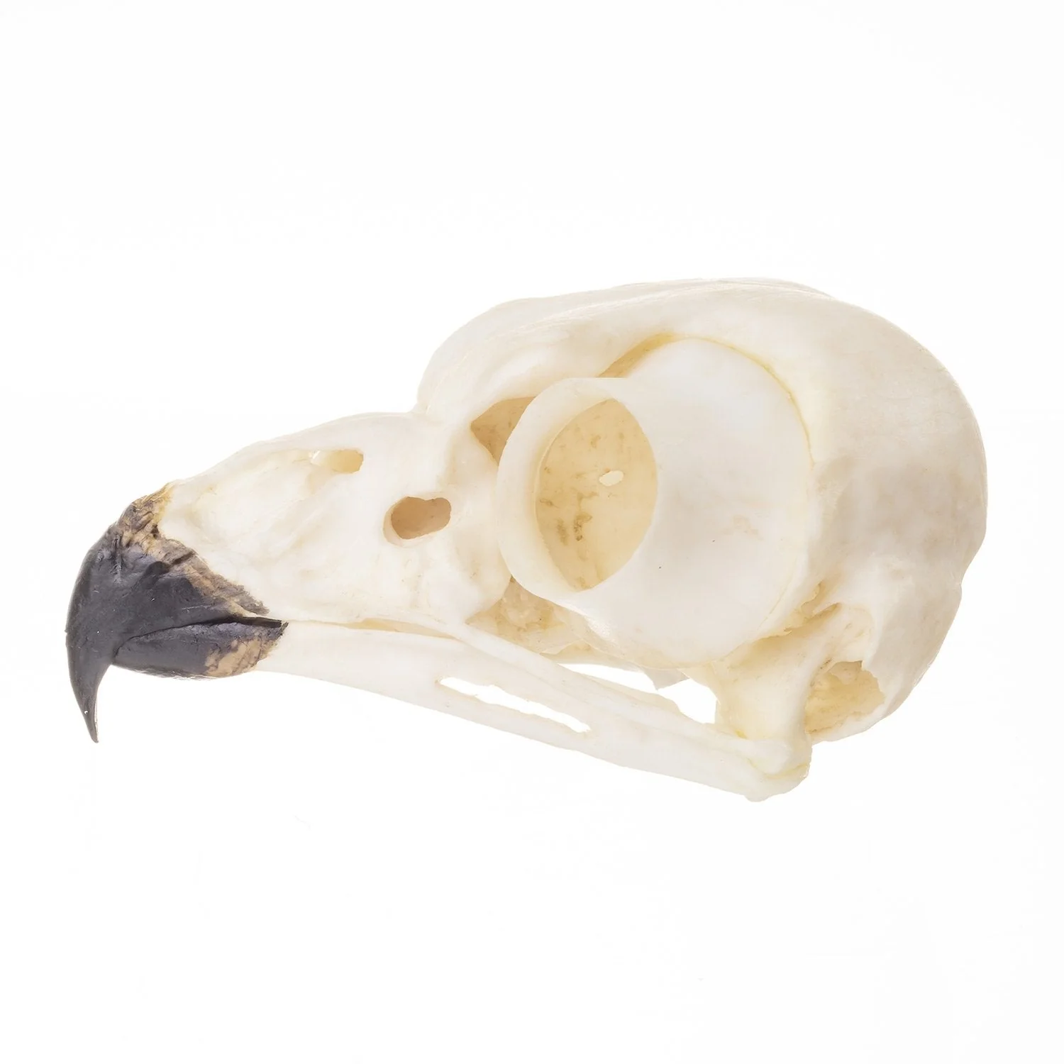 Replica Snowy Owl Skull - Image 4