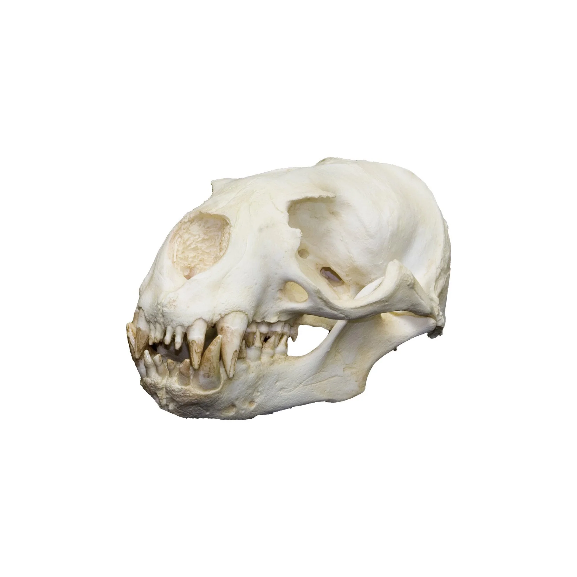 Replica Southern Sea Lion Skull - Image 3