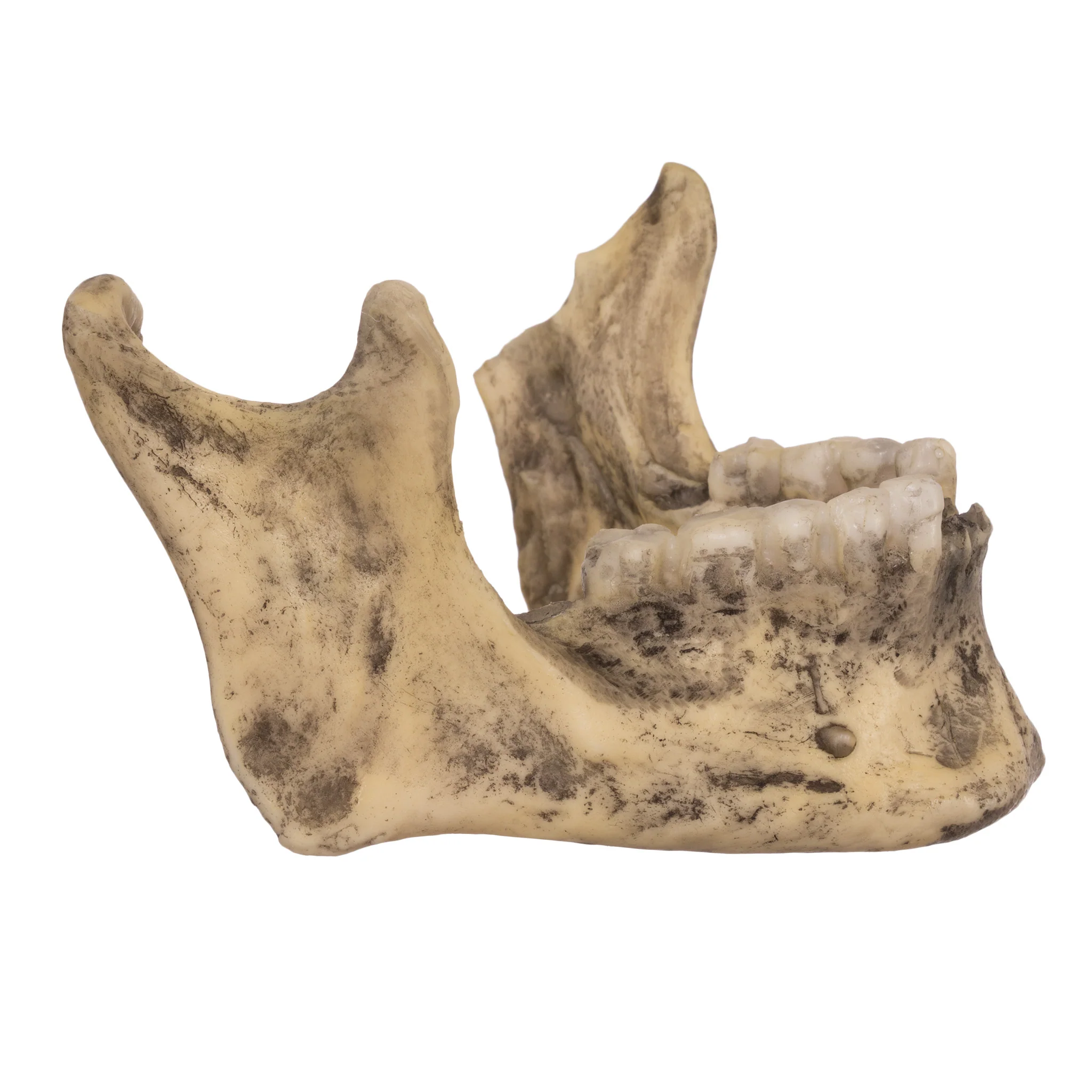 Replica Spanish Conquistador Human with Broad Ax Trauma Skull - Image 10