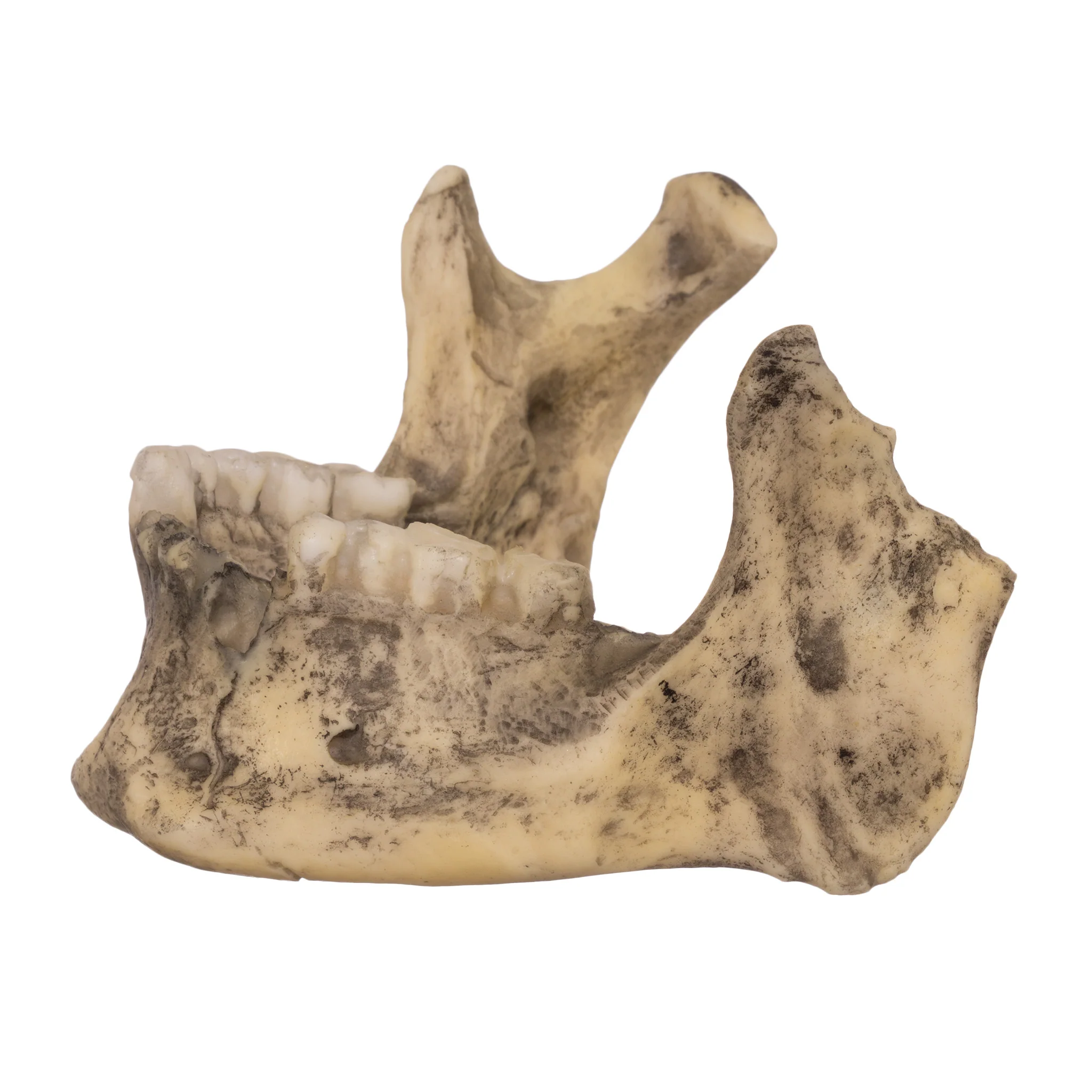Replica Spanish Conquistador Human with Broad Ax Trauma Skull - Image 11