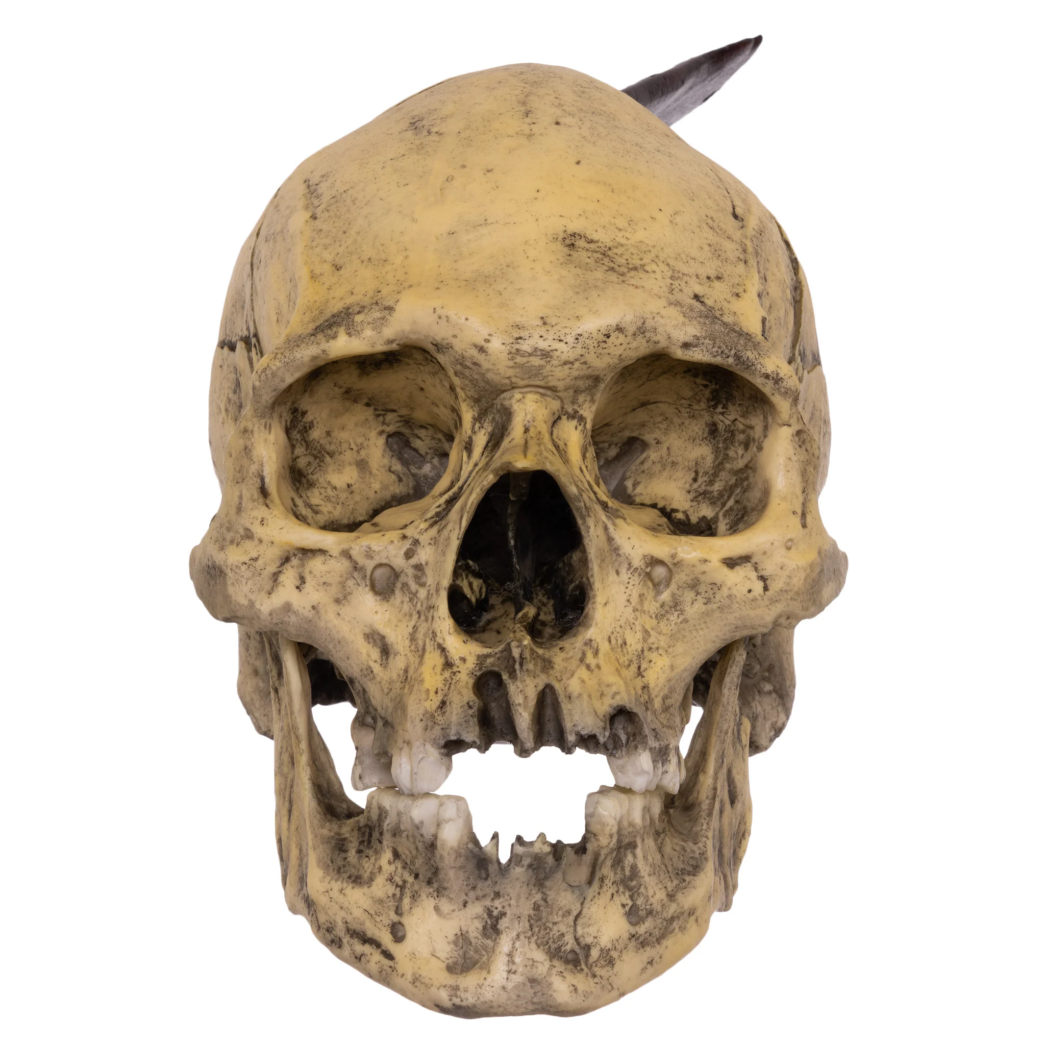 Replica Spanish Conquistador Human with Broad Ax Trauma Skull - Image 3