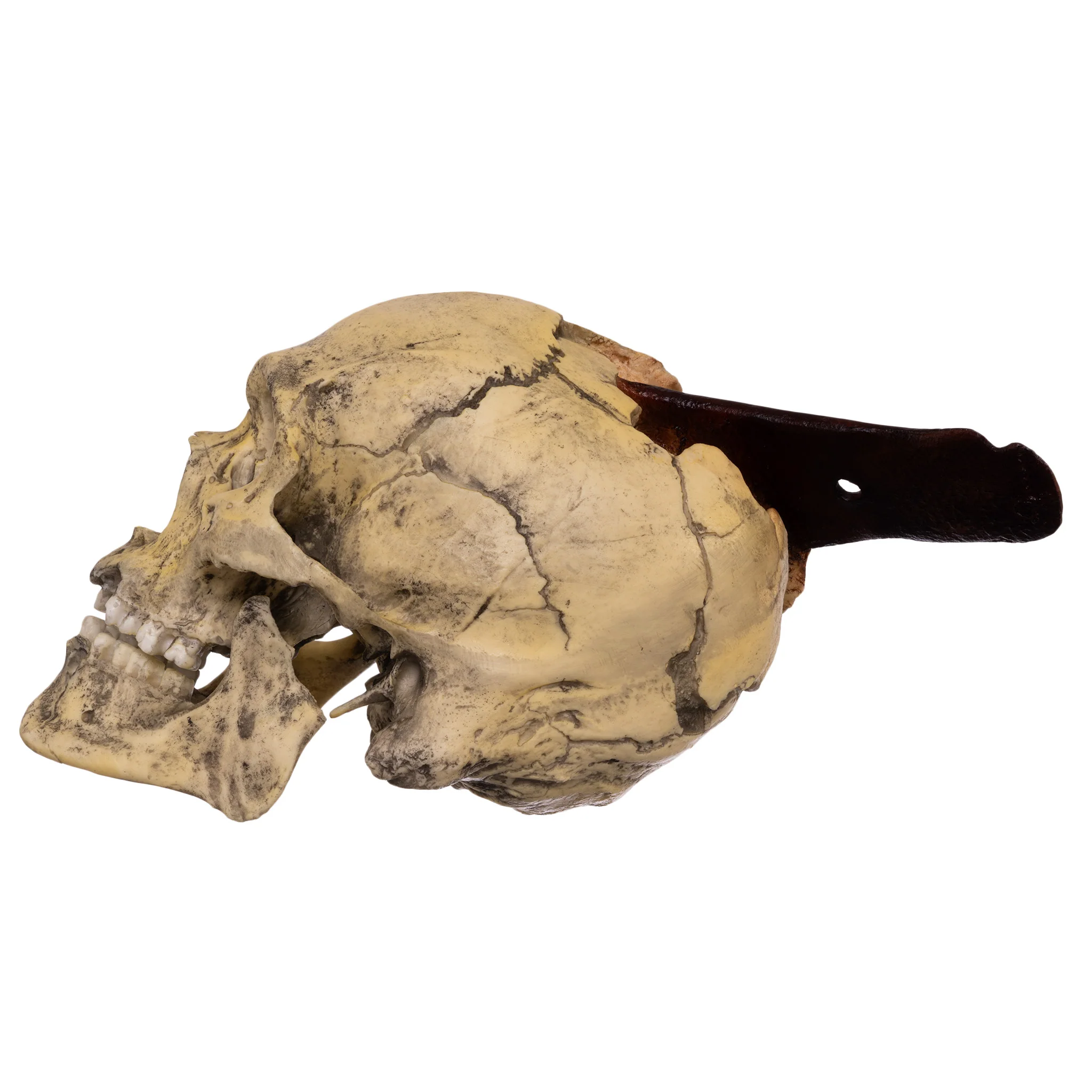 Replica Spanish Conquistador Human with Broad Ax Trauma Skull - Image 4