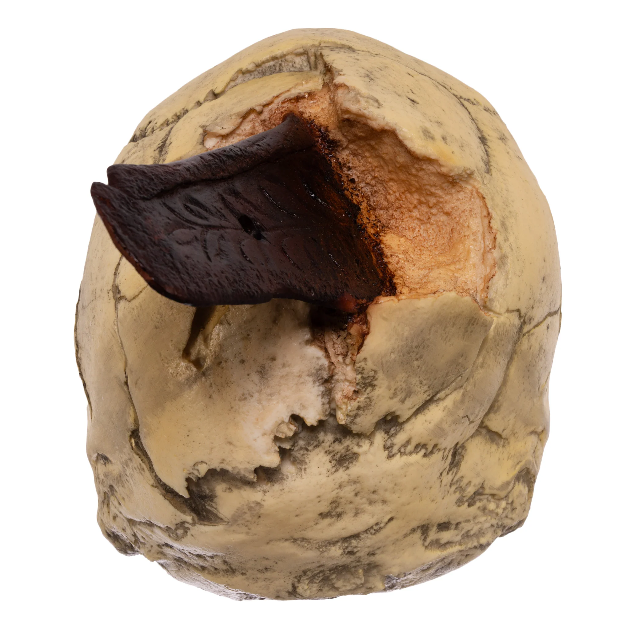 Replica Spanish Conquistador Human with Broad Ax Trauma Skull - Image 5