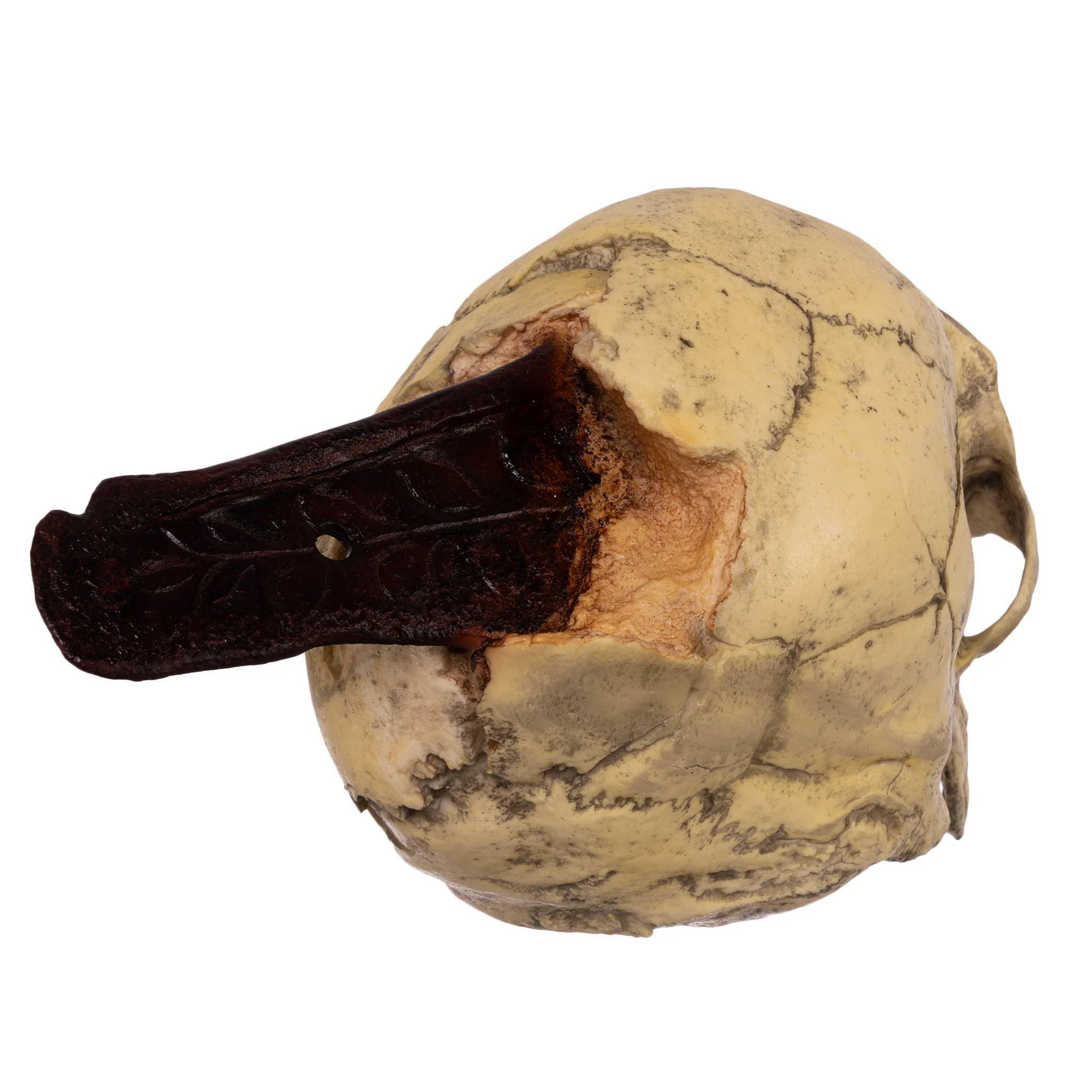 Replica Spanish Conquistador Human with Broad Ax Trauma Skull - Image 6