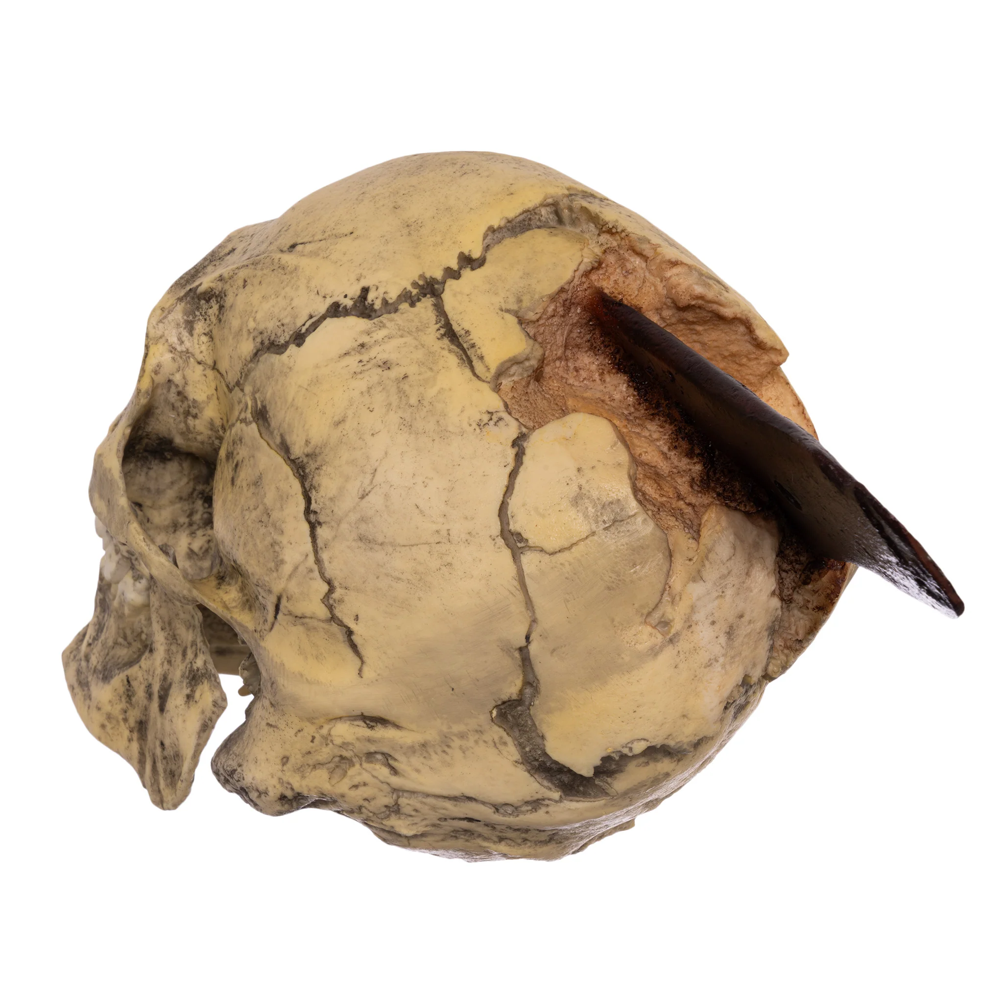 Replica Spanish Conquistador Human with Broad Ax Trauma Skull - Image 7