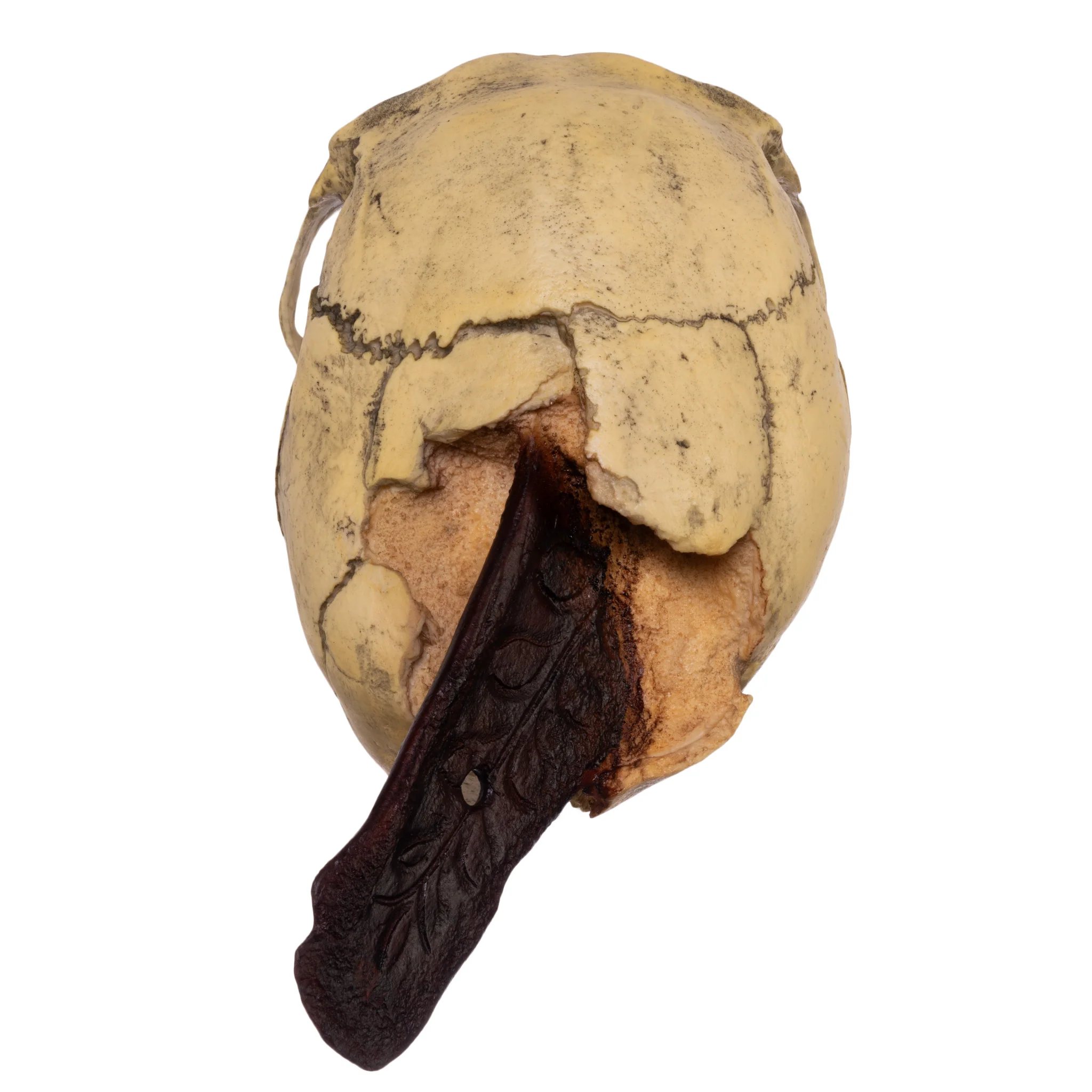 Replica Spanish Conquistador Human with Broad Ax Trauma Skull - Image 8