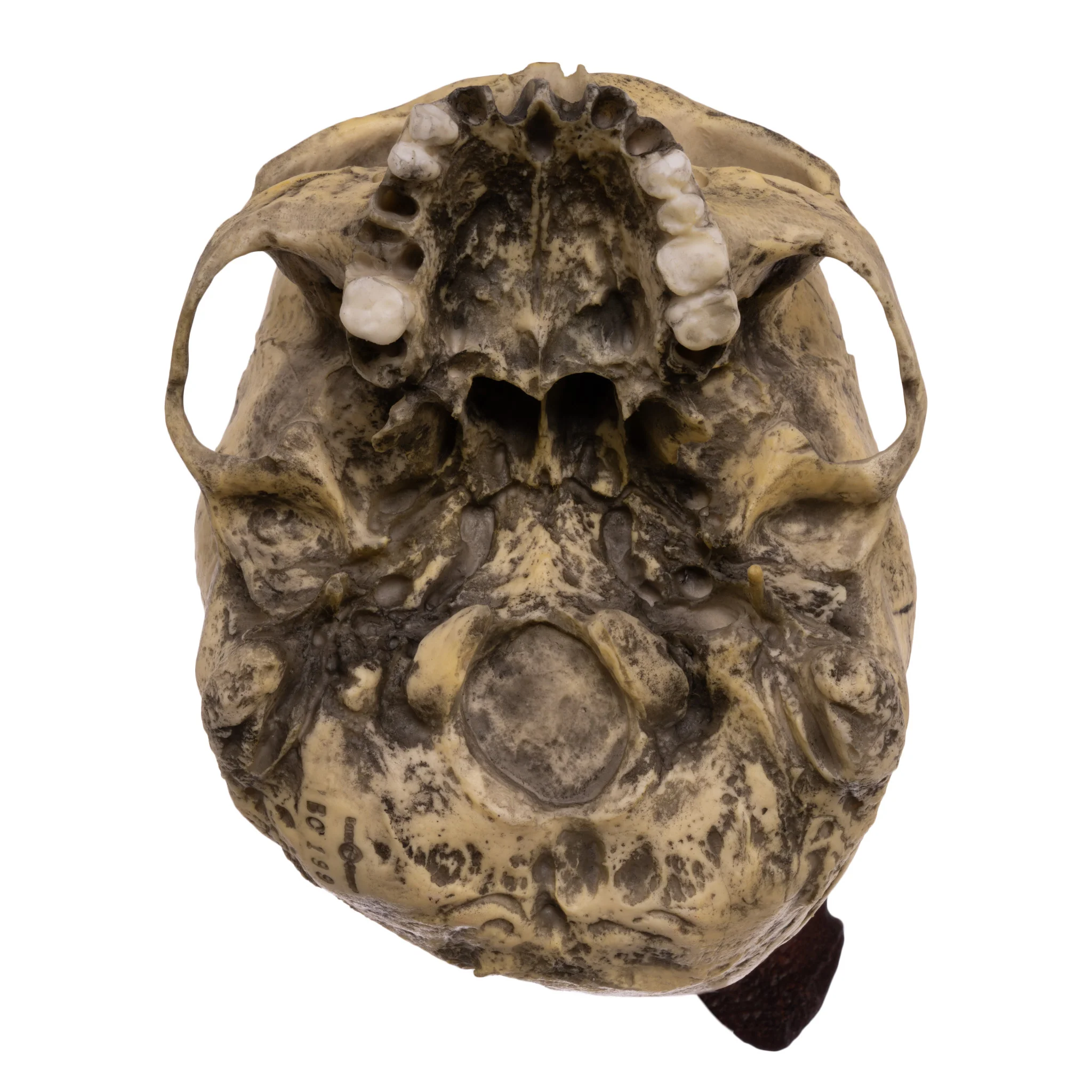 Replica Spanish Conquistador Human with Broad Ax Trauma Skull - Image 9