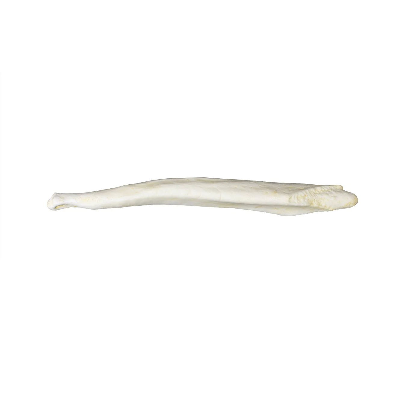 Replica Spectacled Bear Baculum - Image 2
