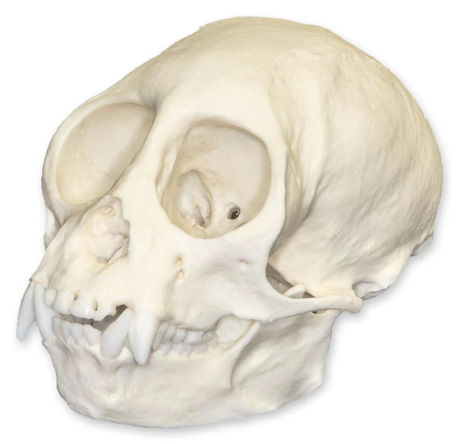 Replica Squirrel Monkey Skull