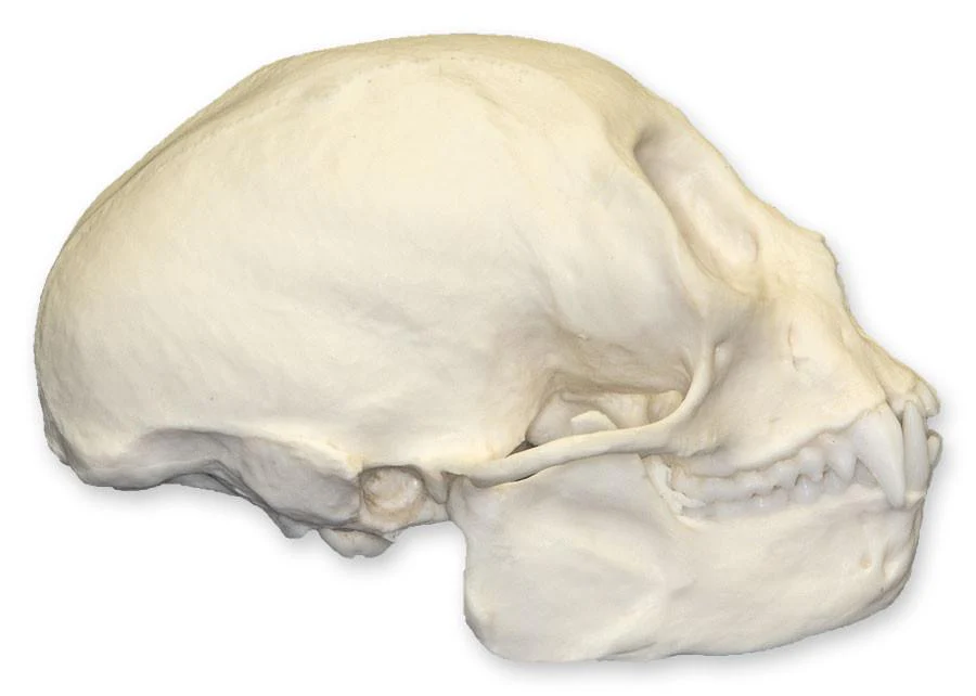 Replica Squirrel Monkey Skull - Image 2