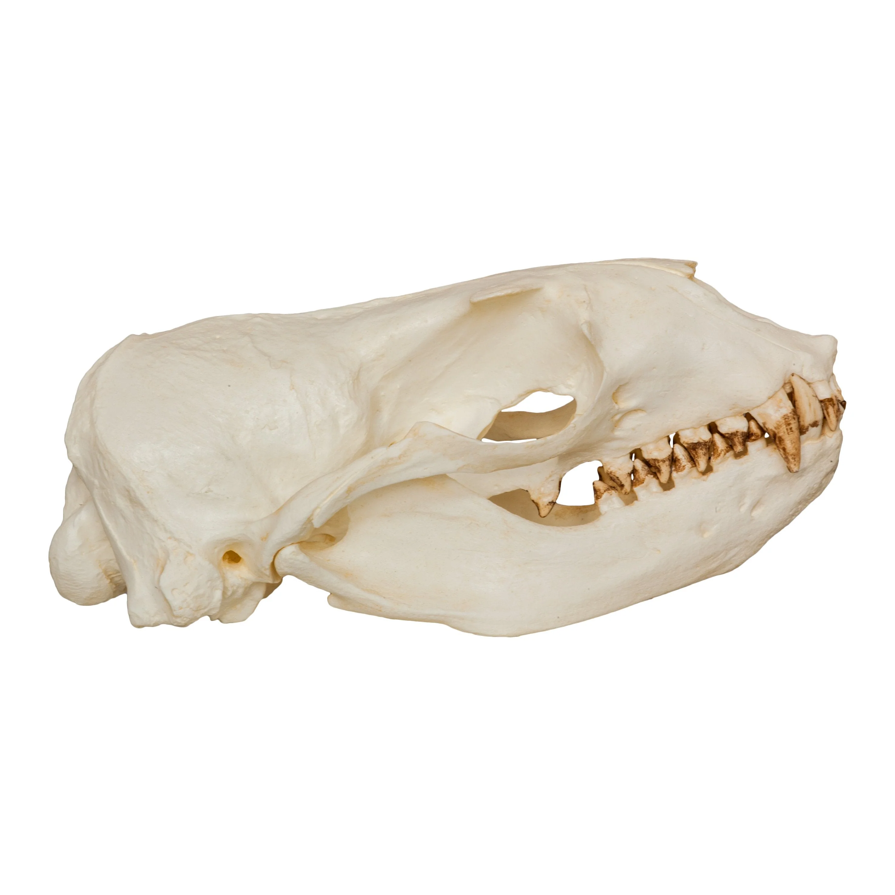 Replica Steller Sea Lion Skull (Female) - Image 2