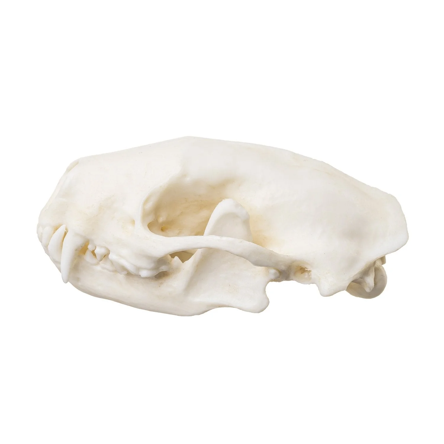 Replica Striped Skunk Skull - Image 4