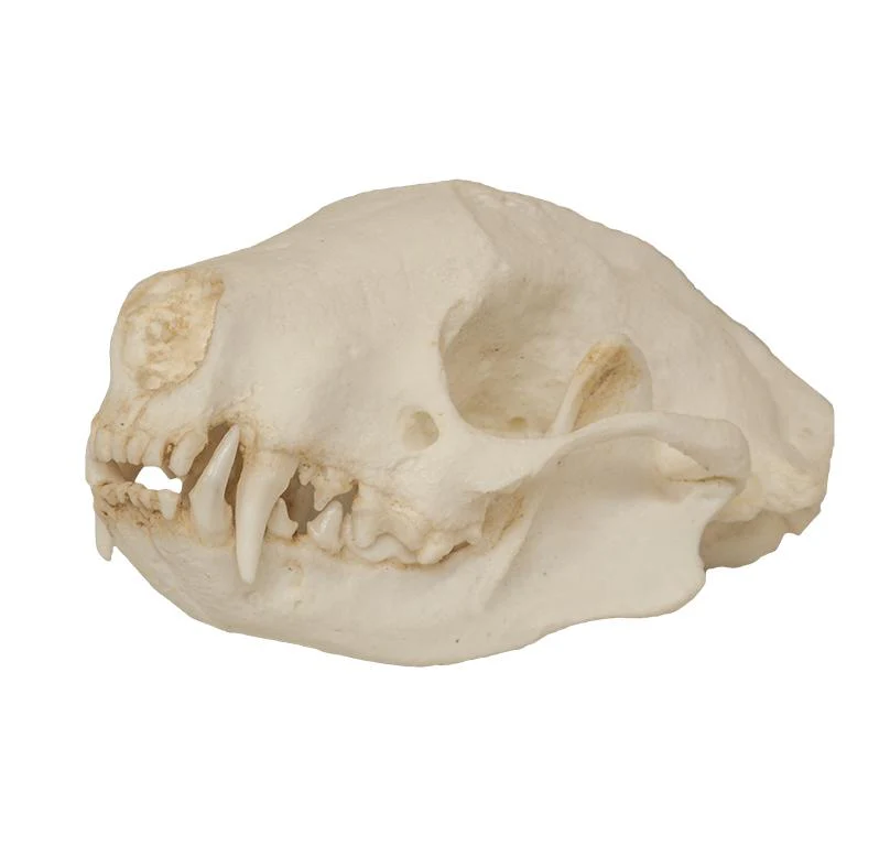 Replica Striped Skunk Skull